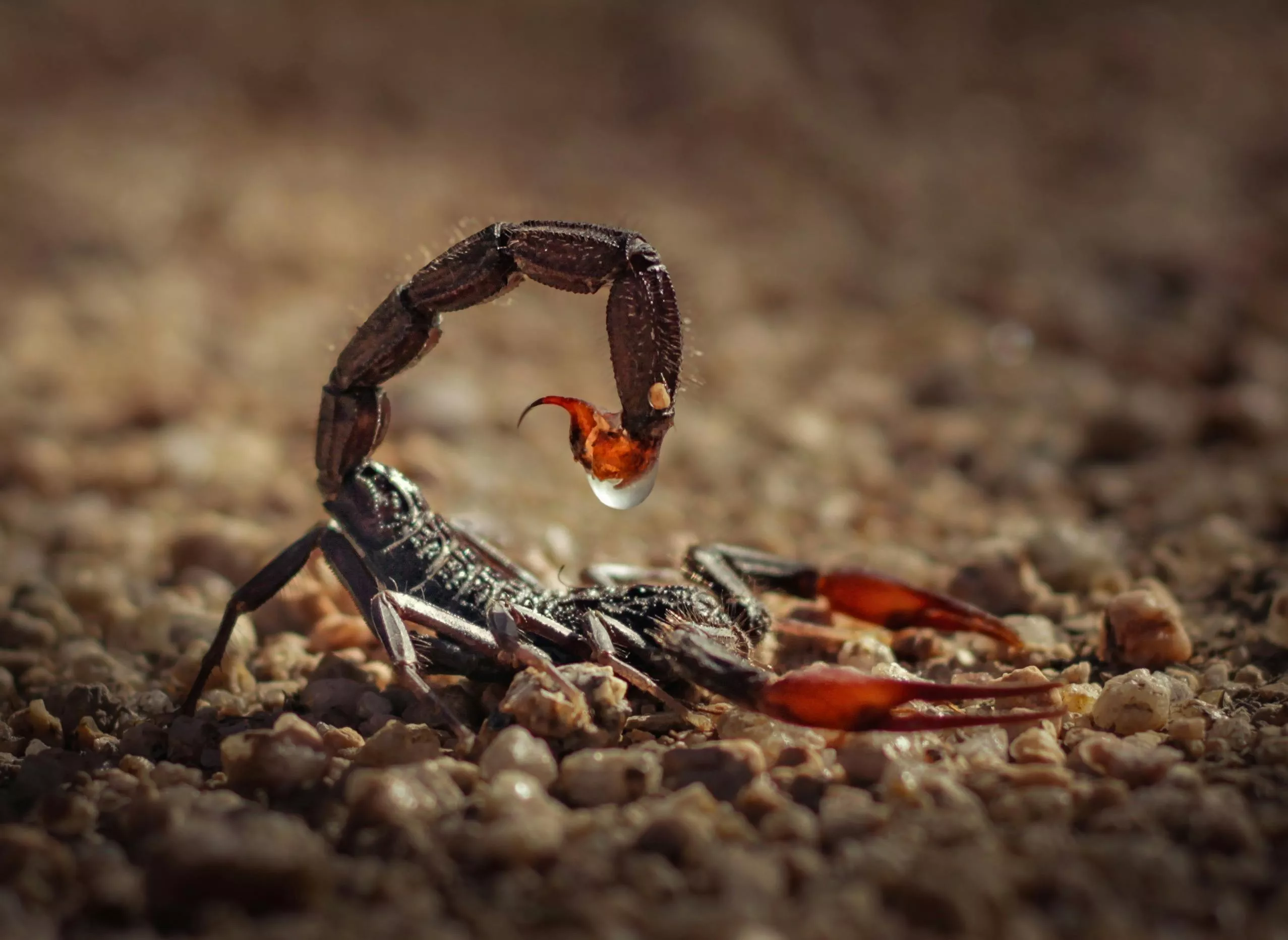 Scorpion Photo, Download The BEST Free Scorpion & HD Image