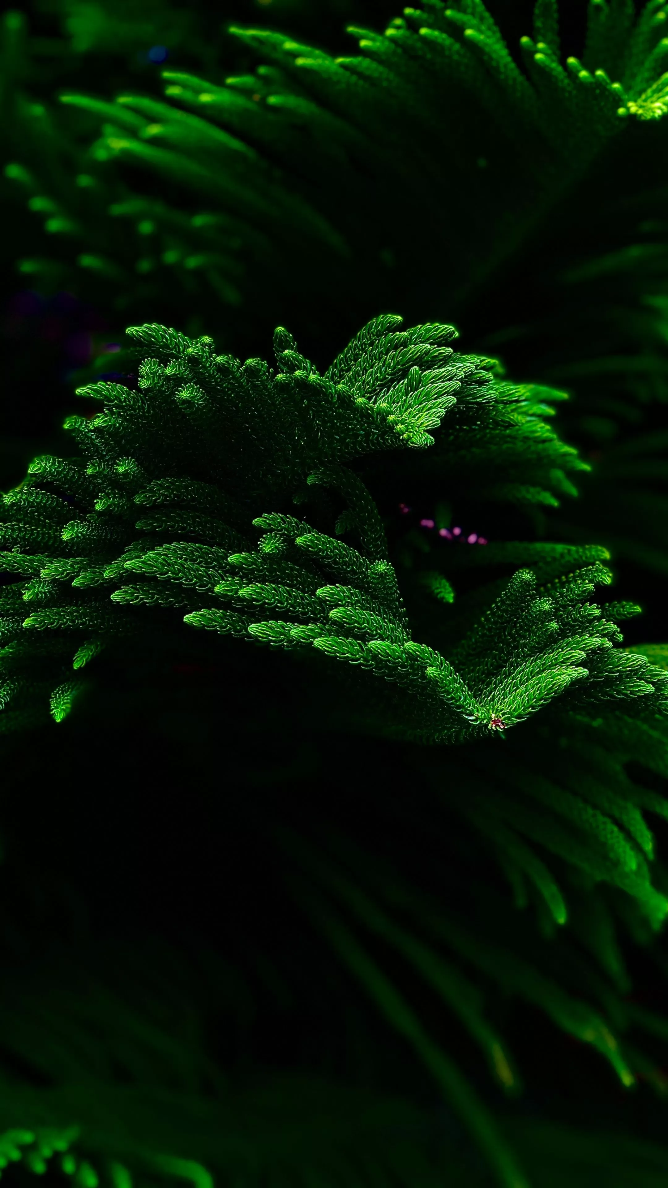 Green plant Wallpaper 4K, Closeup, Dark
