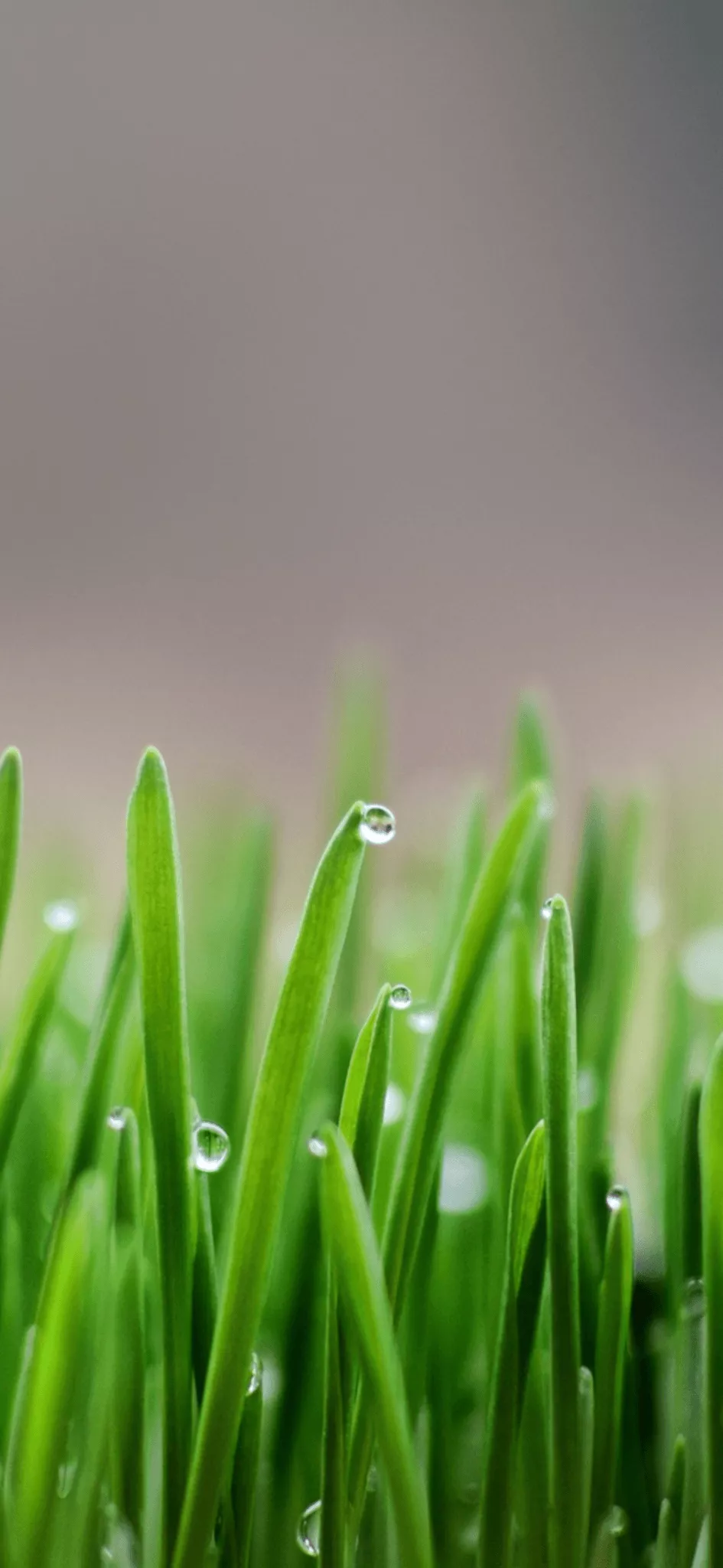 Spring Mobile Wallpaper