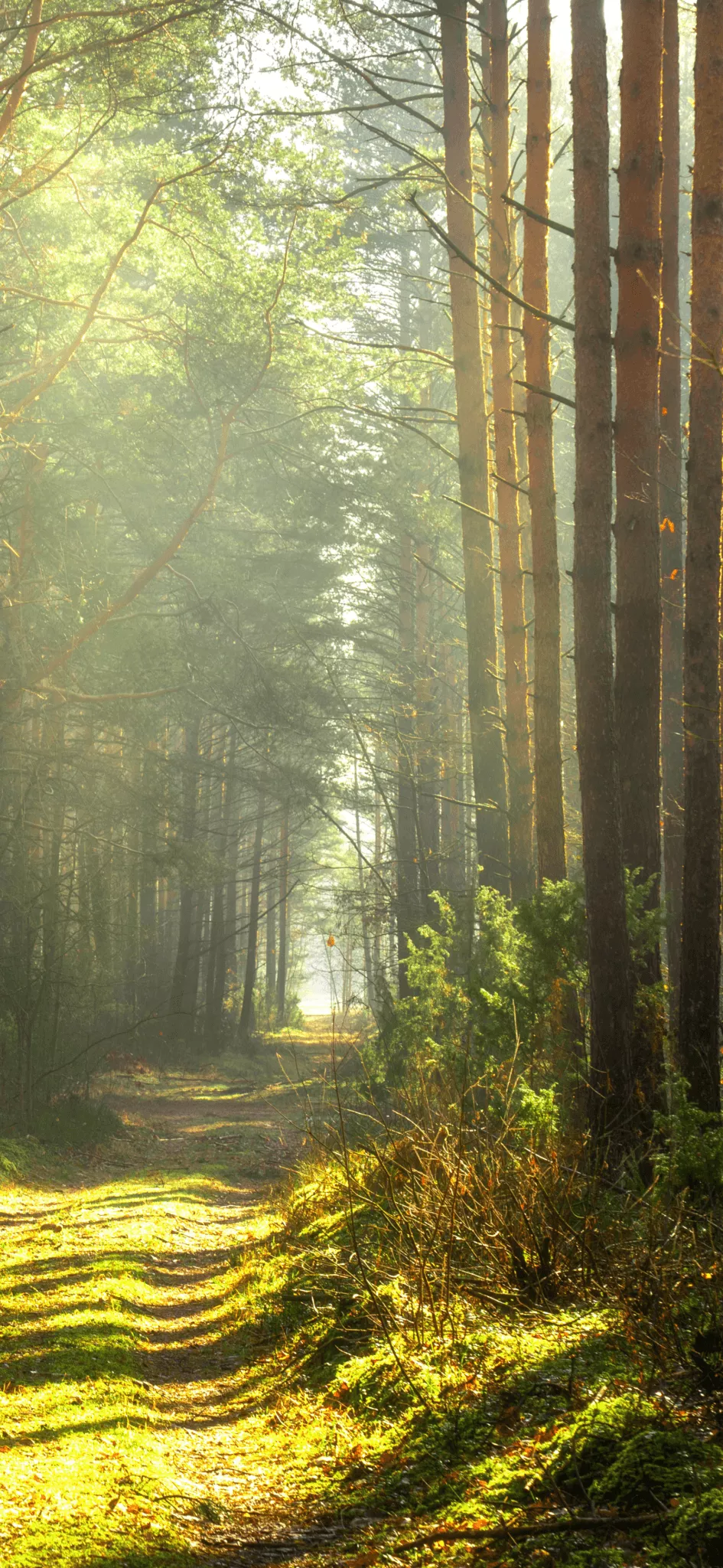 Spring Mobile Wallpaper