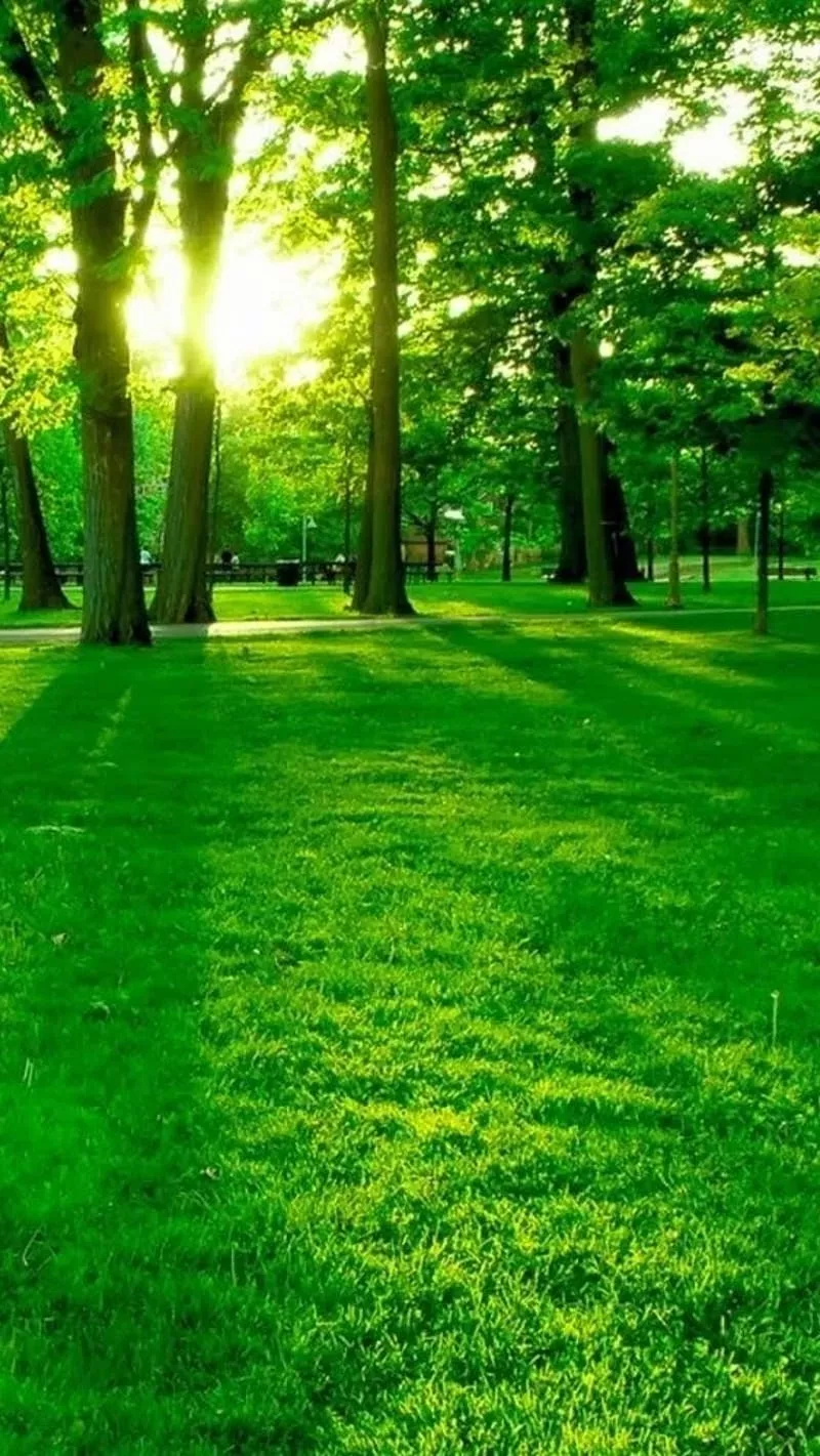 Green Tree, Sunshine, nature, greenery