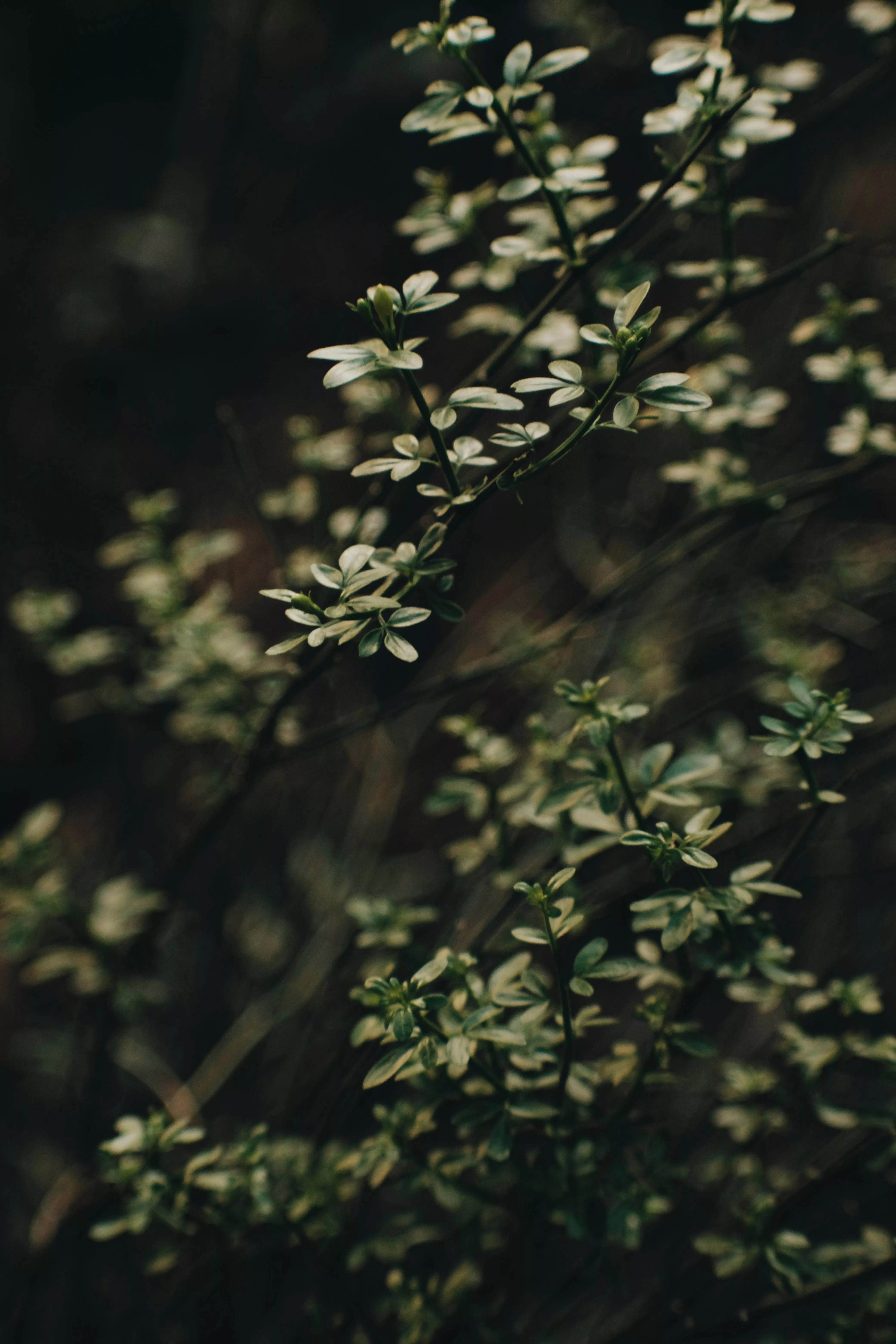 Wallpaper for Mobile 143 Photo