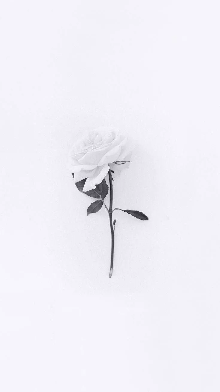 White Flower iPhone HD Wallpaper