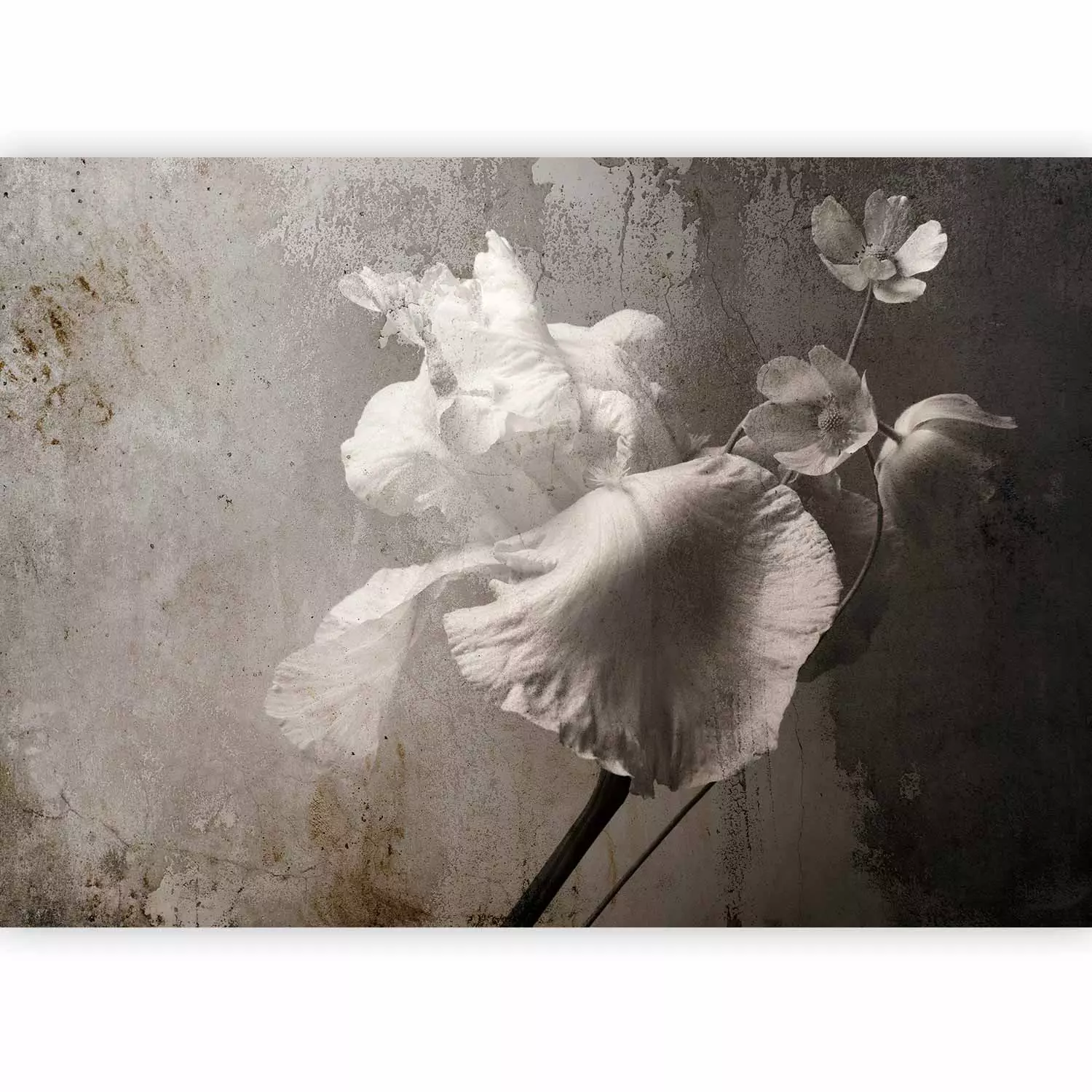 Wall Mural Minimalist flower