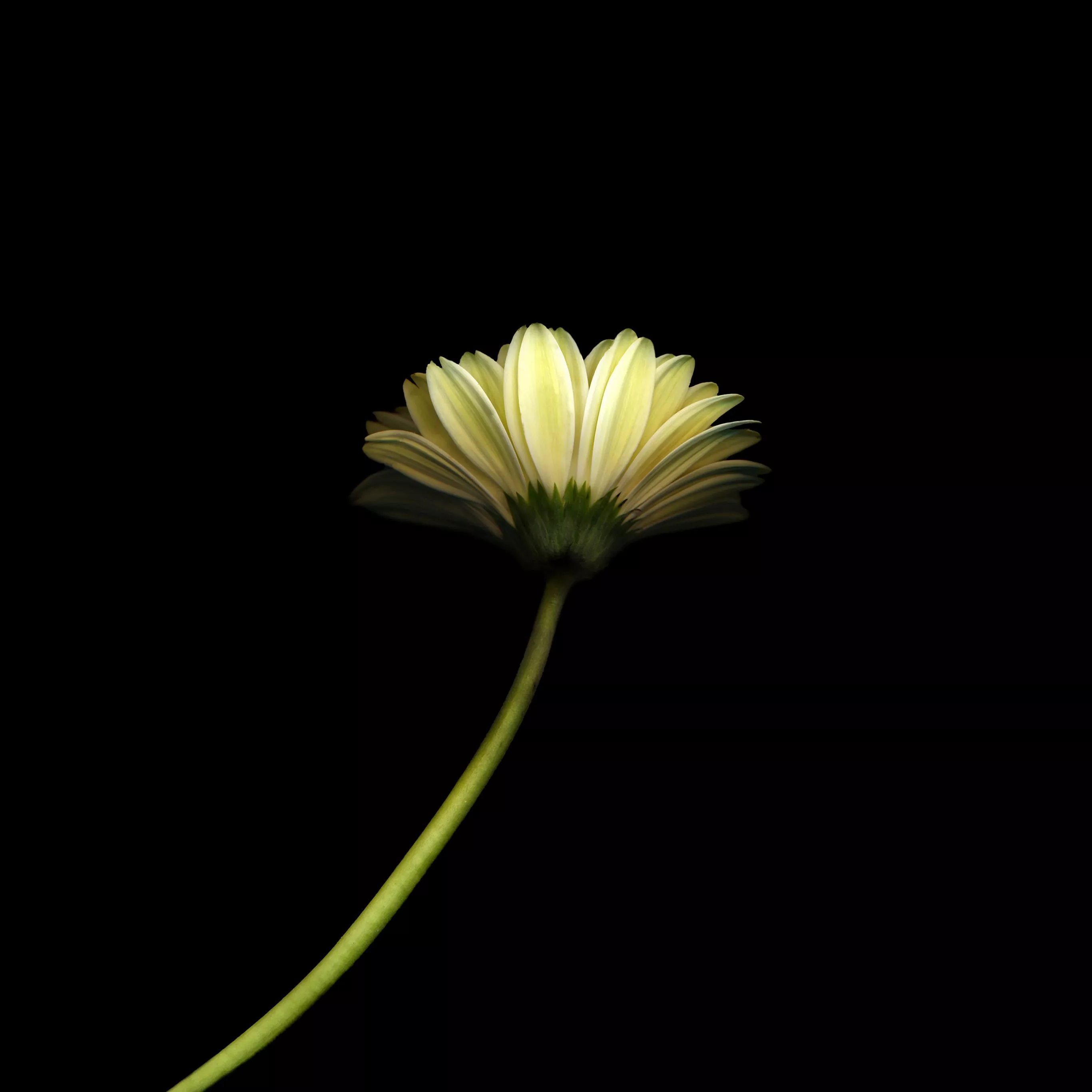 Lonely Flower Dark Simple Minimal