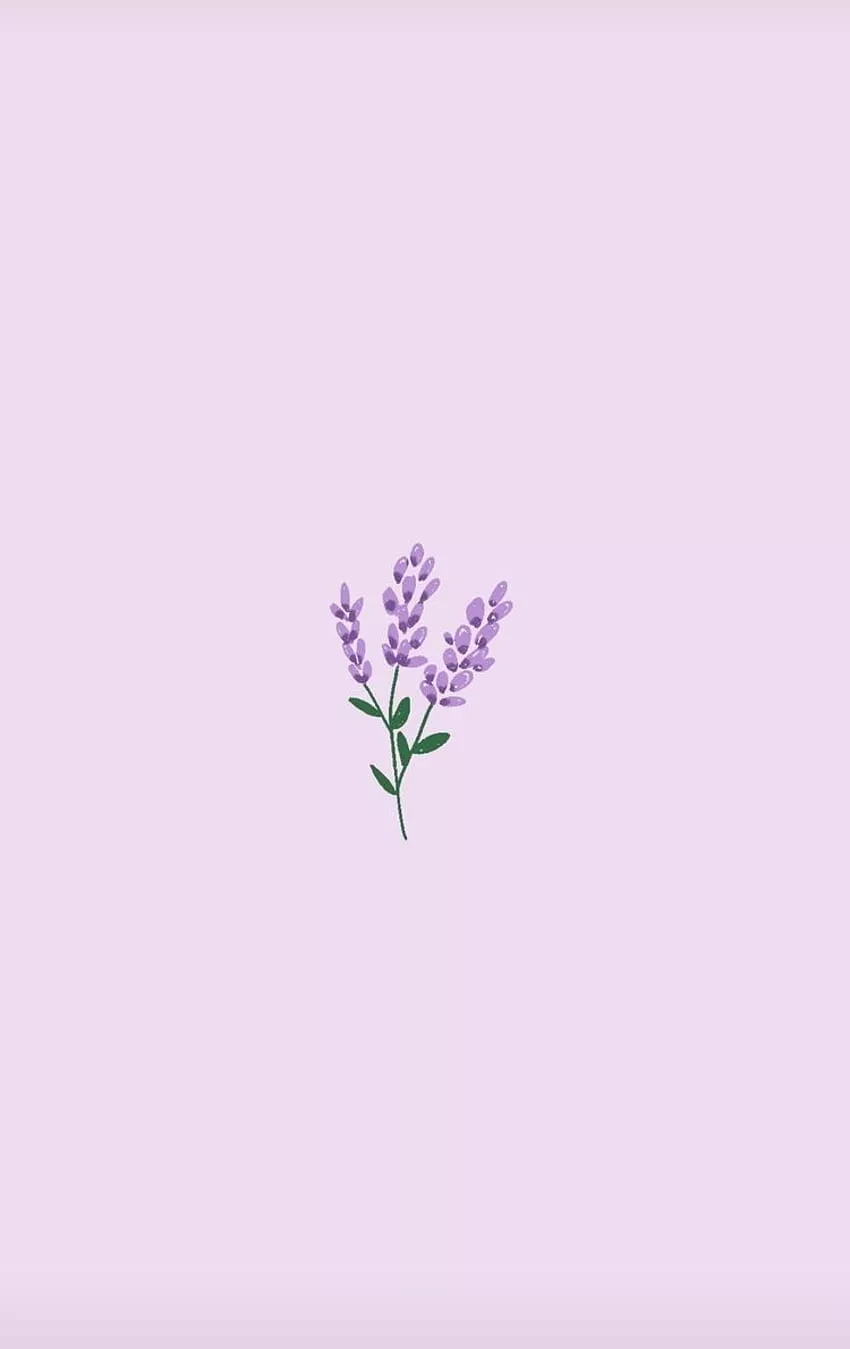 Minimalist lavender flowers HD