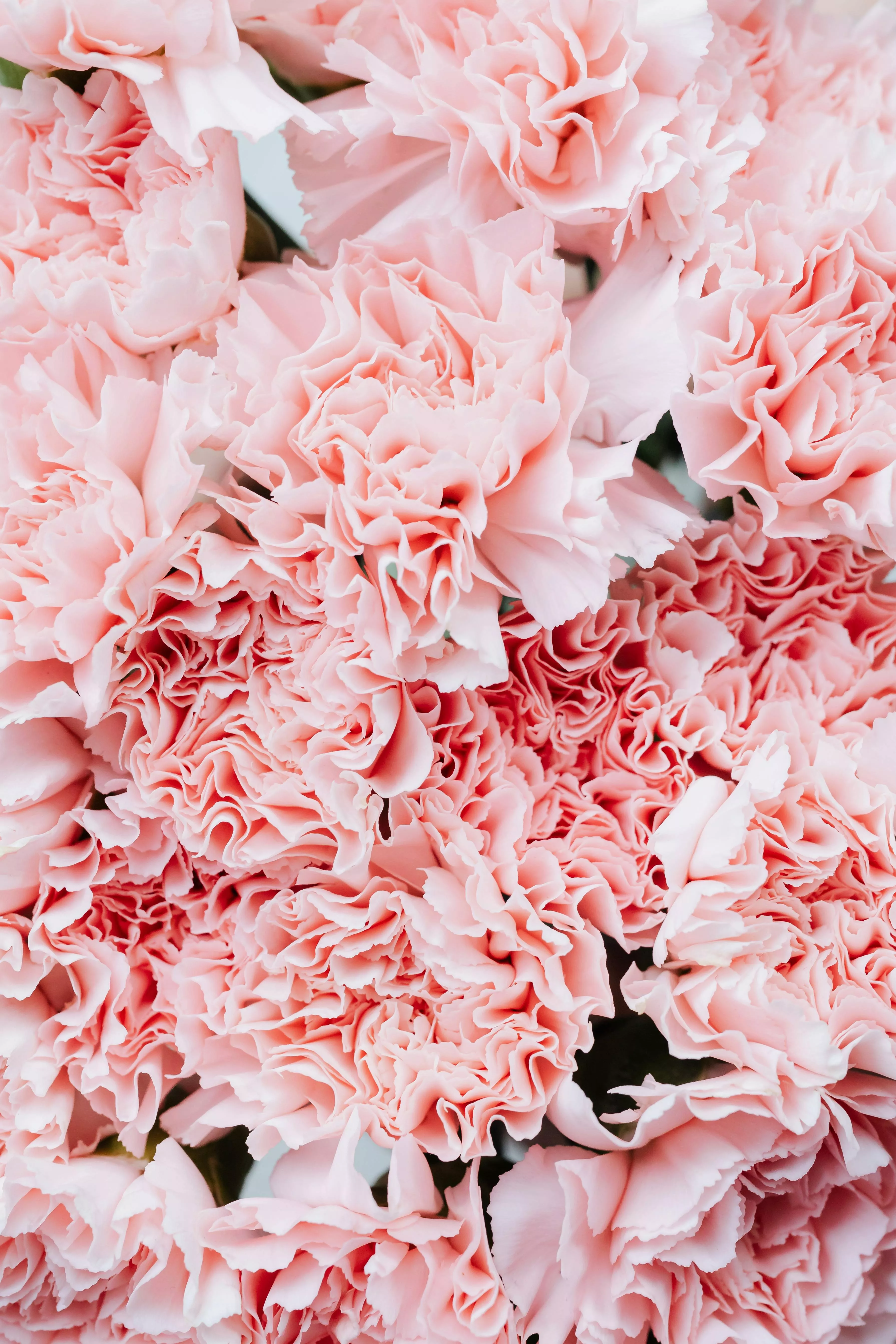 Close Up of Pink Flowers · Free