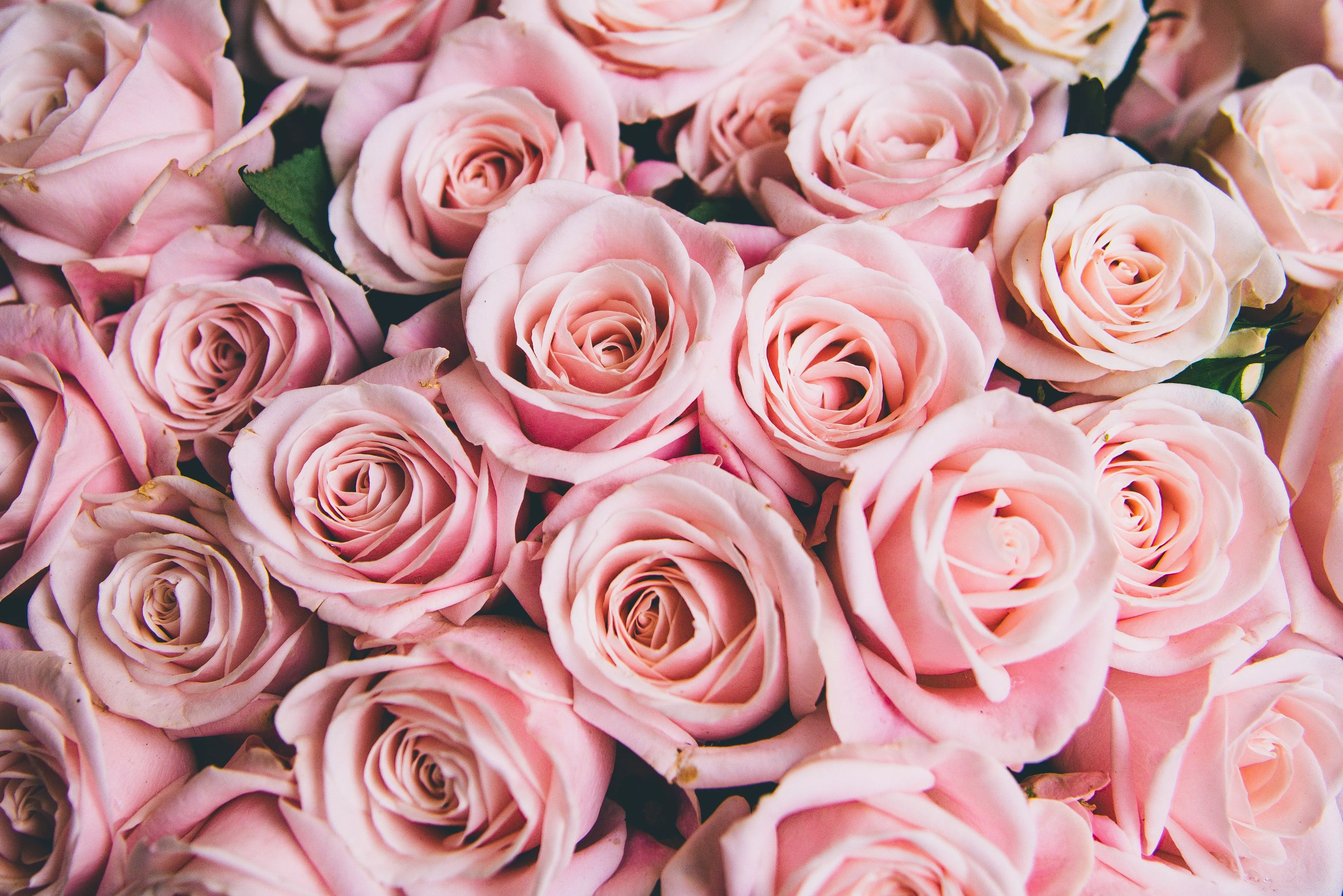 Wallpaper flowers, roses, pink, buds