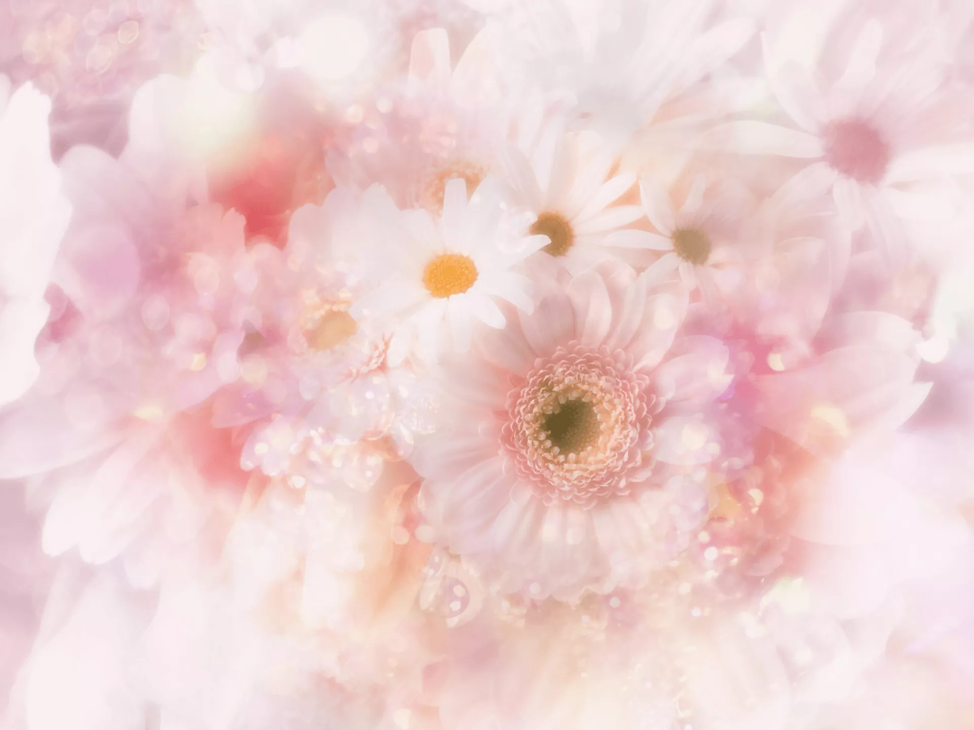 Download Pink Flower Gerbera Daisy