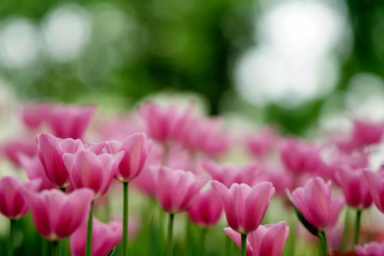 Free Cute Pink Flower & Nature Image