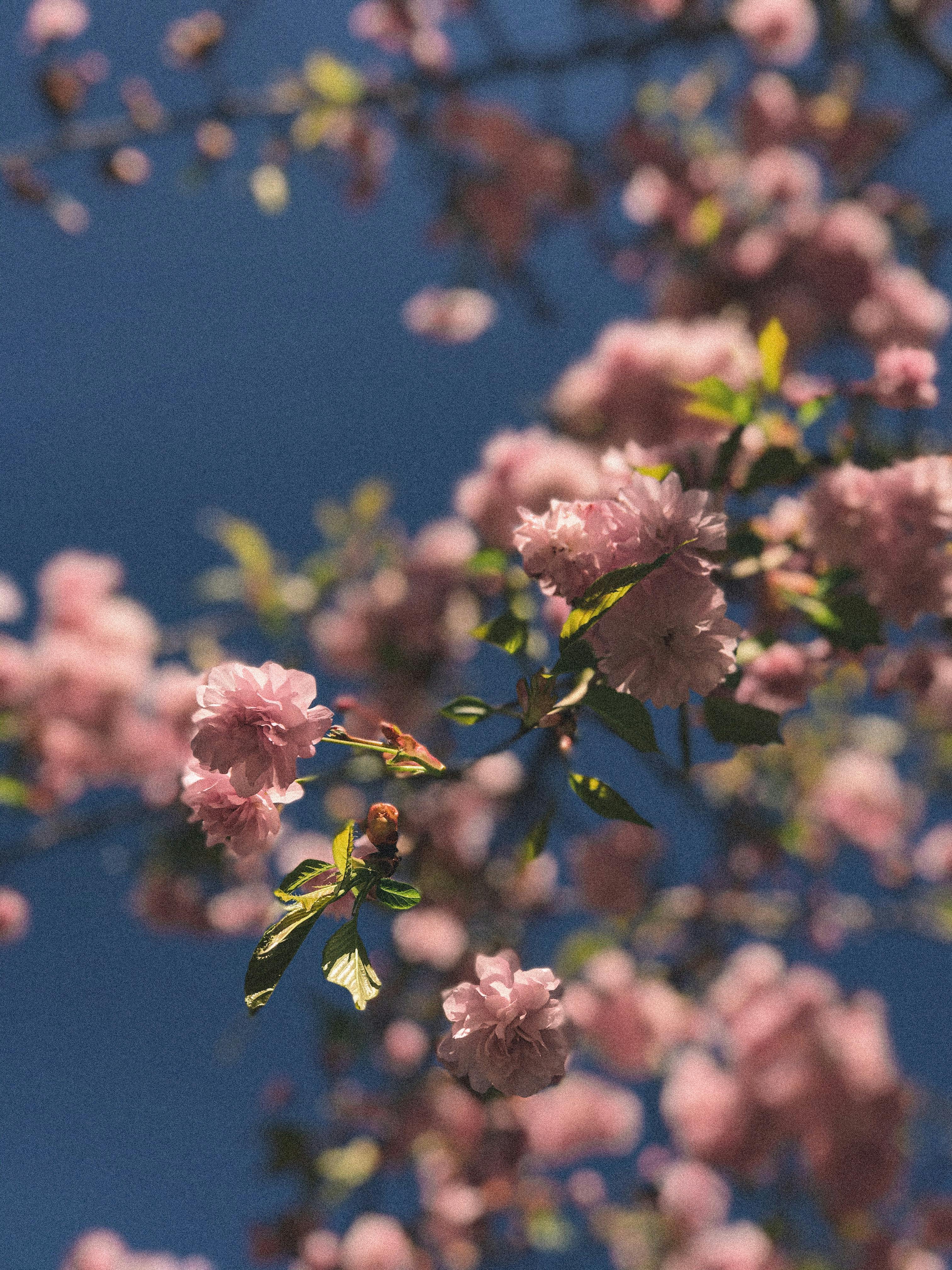 Blooming Pink Flowers on Tree Branches