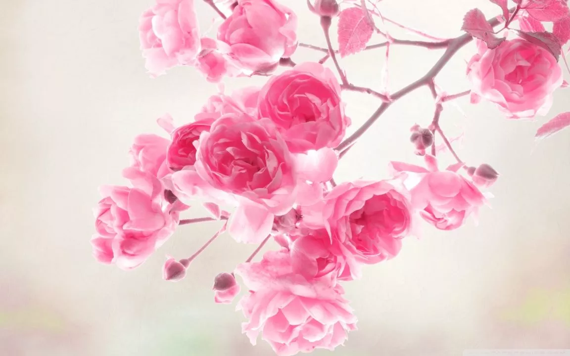 Pink Roses Flowers Ultra HD Wallpaper