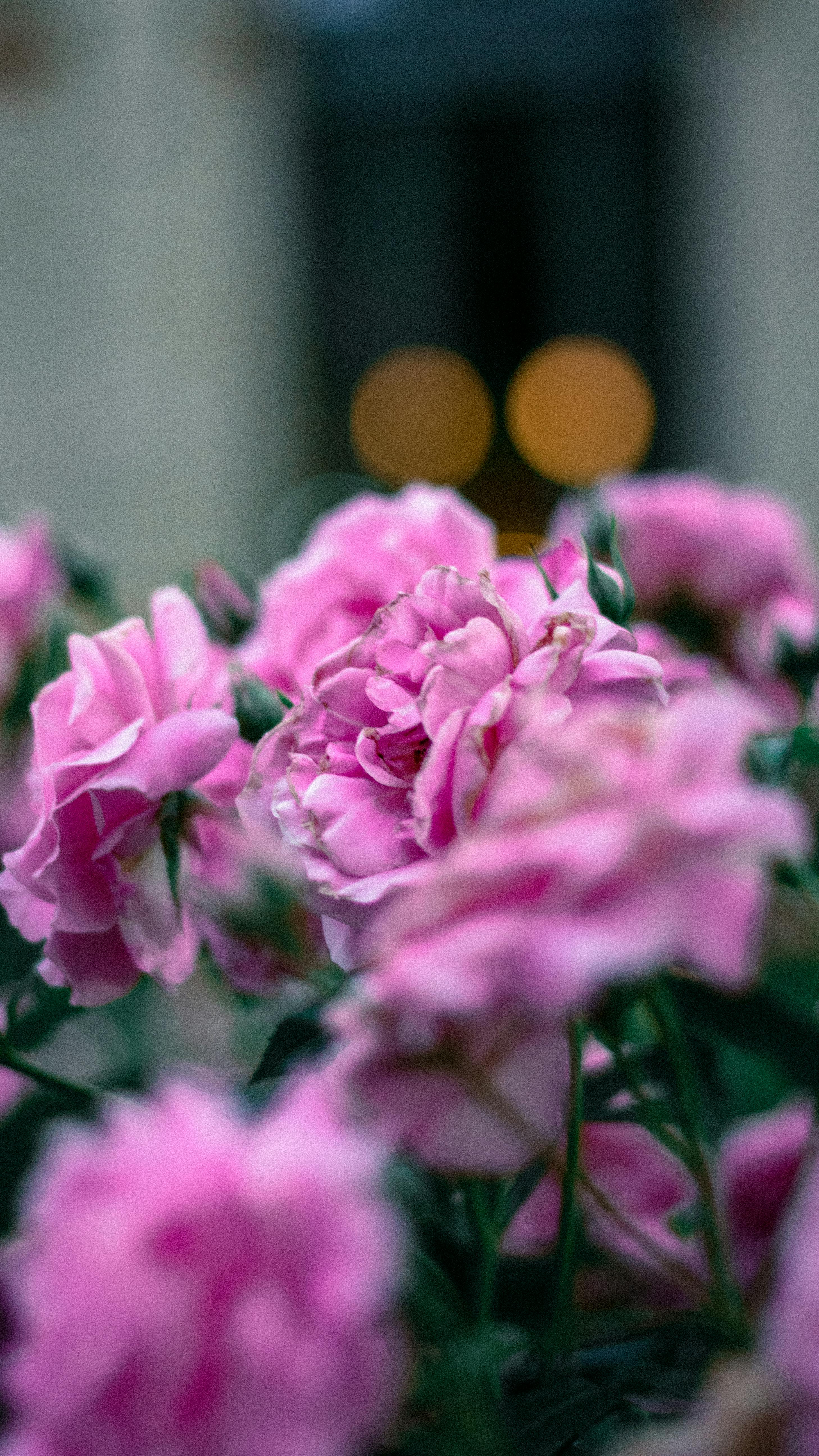 Pink Flowers in Tilt Shift Lens · Free