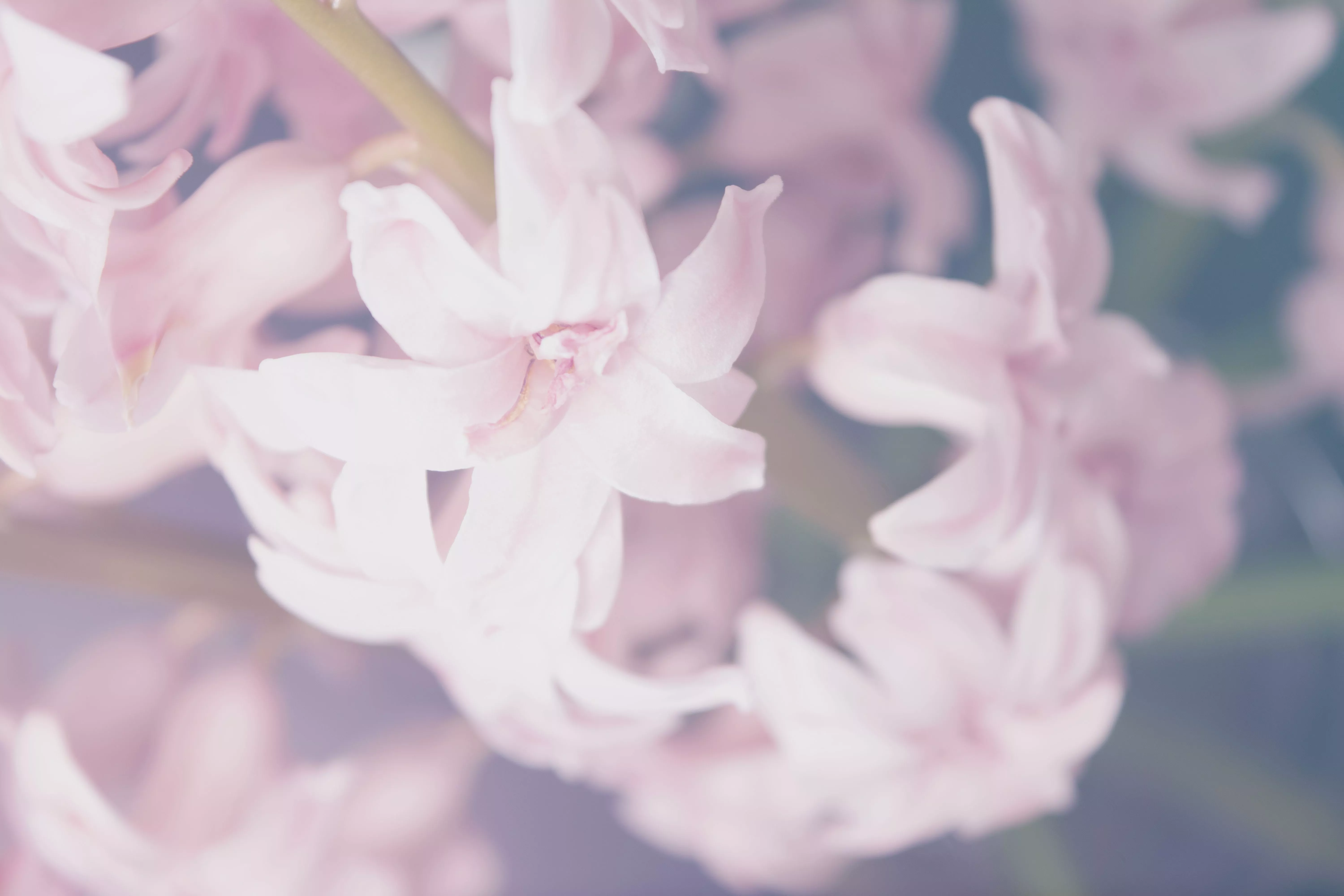 Delicate Pink Flowers In Close Up