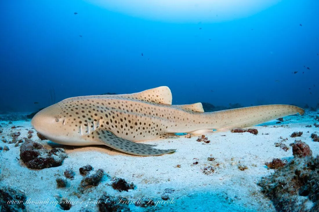 Thailand as Leopard Shark