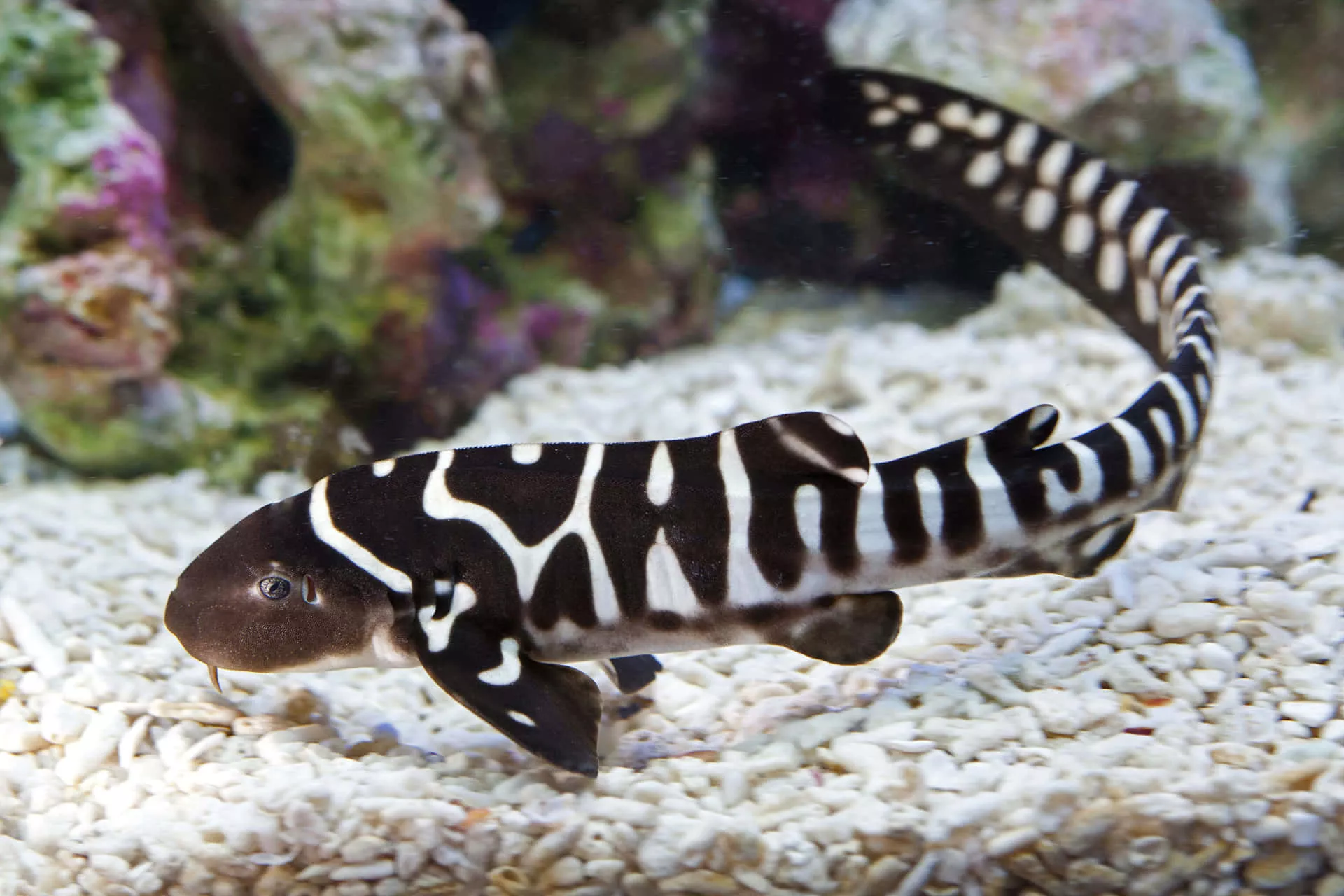 Zebra Shark Wallpaper