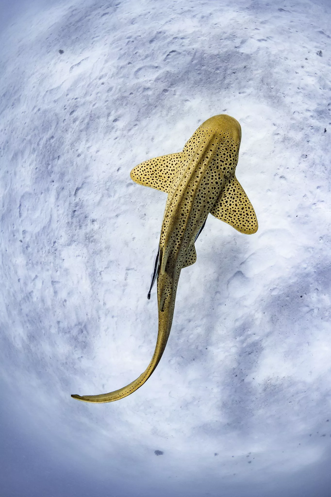 Brooke Pyke على X: Found another one