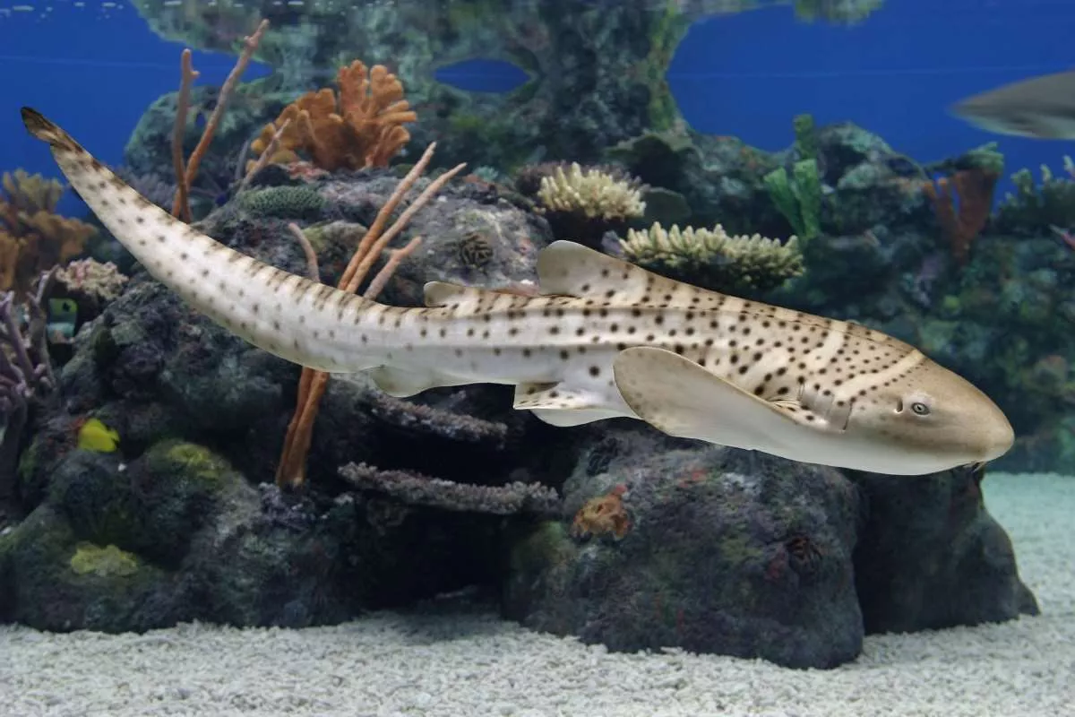 Zebra shark. Animals. Monterey Bay