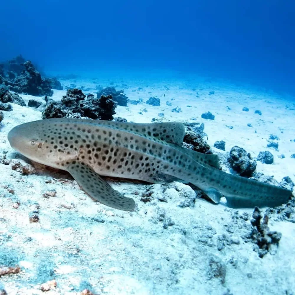 Zebra Shark Wallpaper