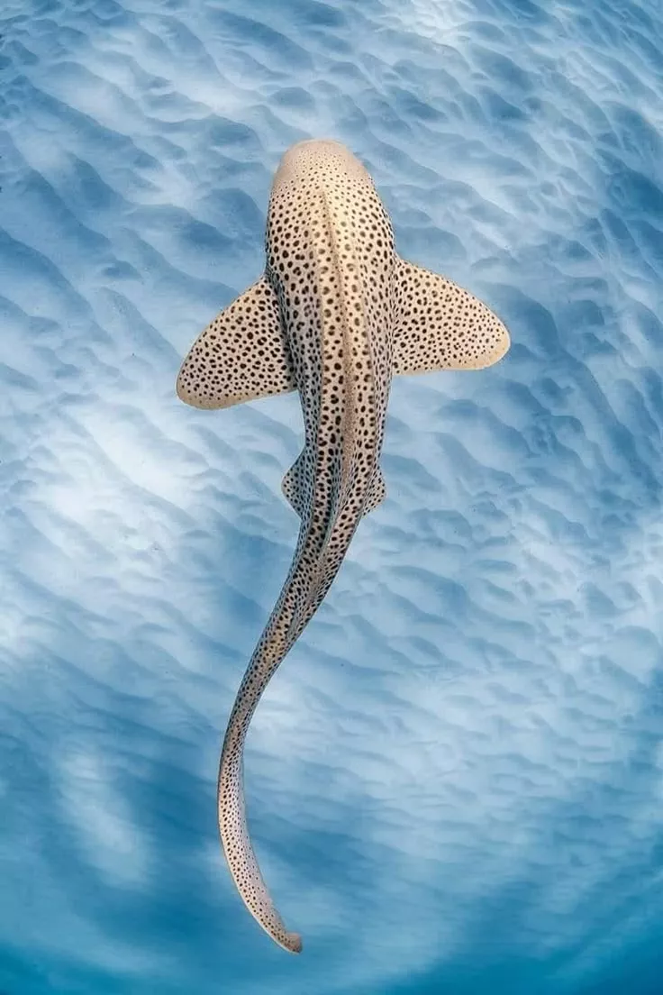 A Leopard shark in the shallow sandy