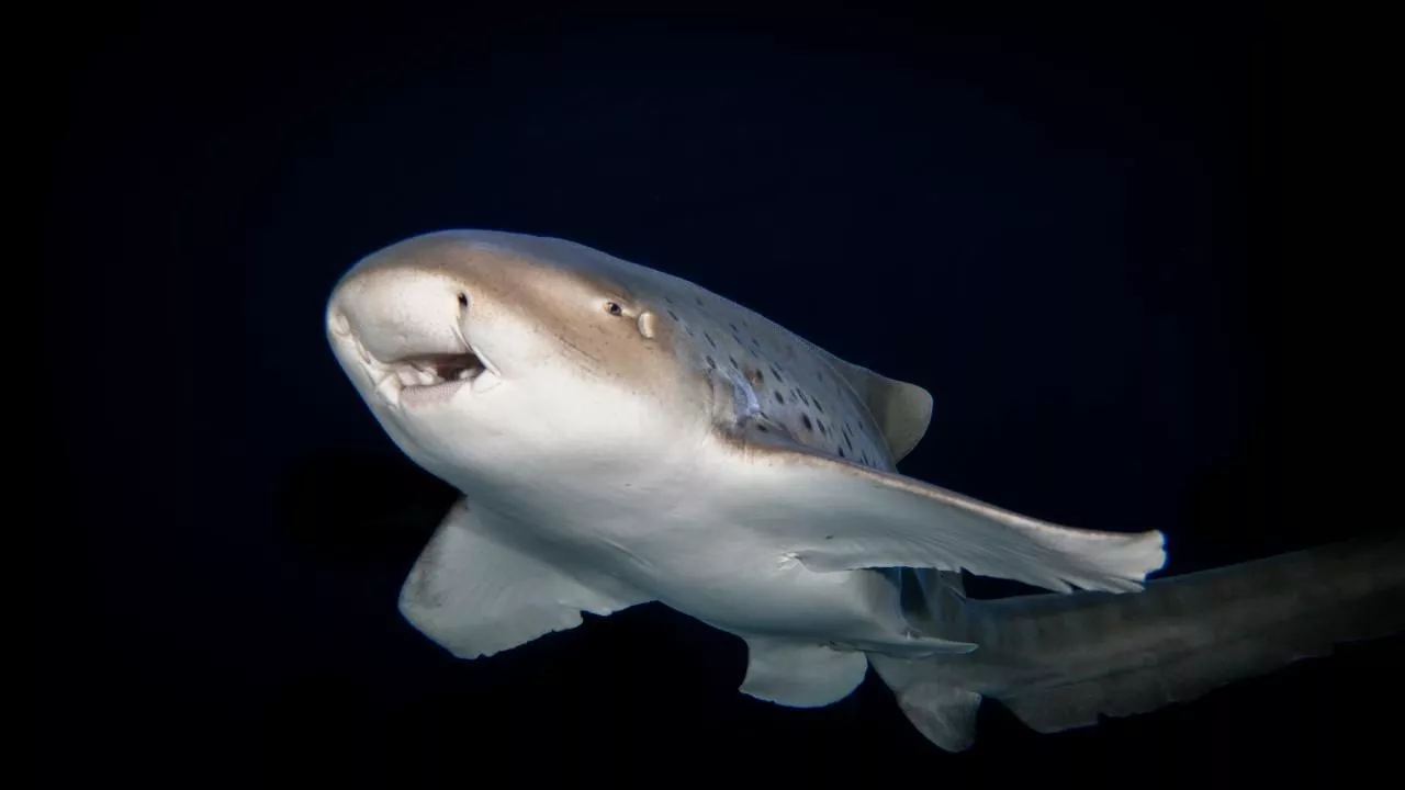 Zebra Shark Eggs are All Unique
