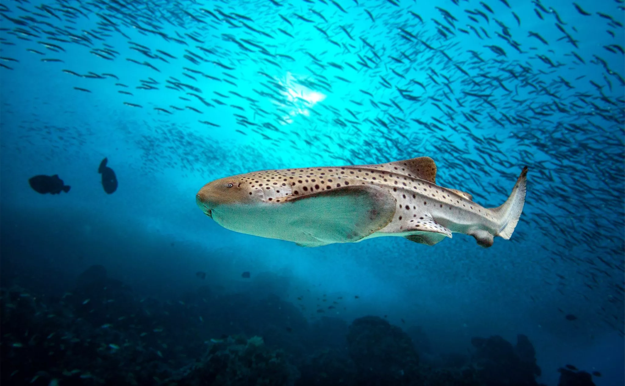 Zebra Shark