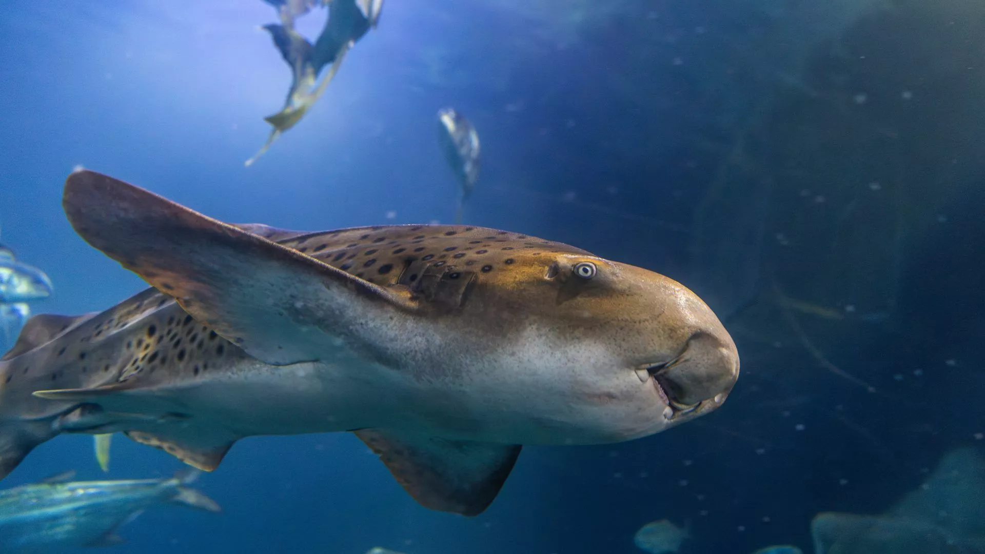 Zebra Shark Experience at the Aquarium