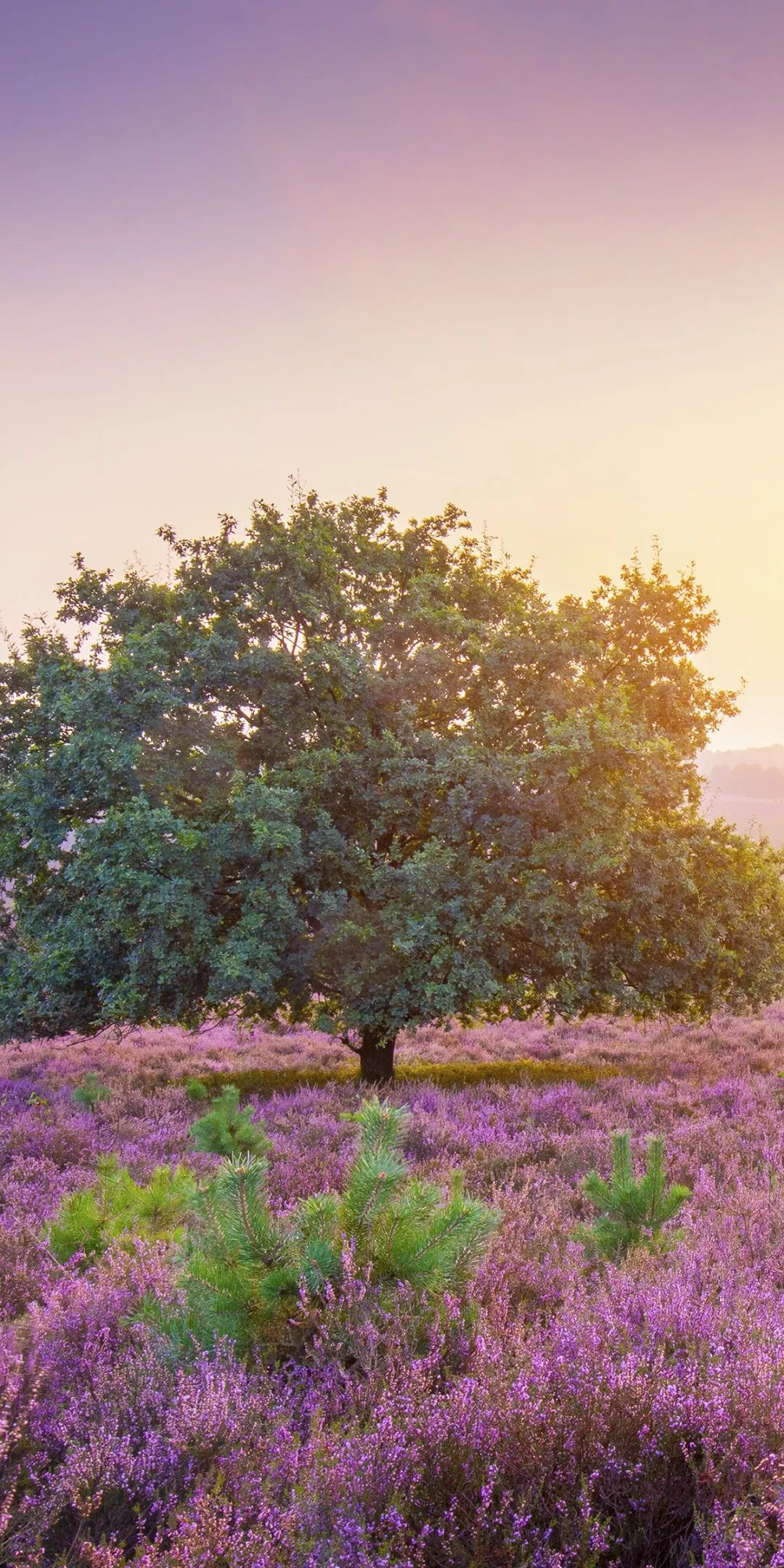 Spring Wallpaper 4K, Sunrise, Landscape