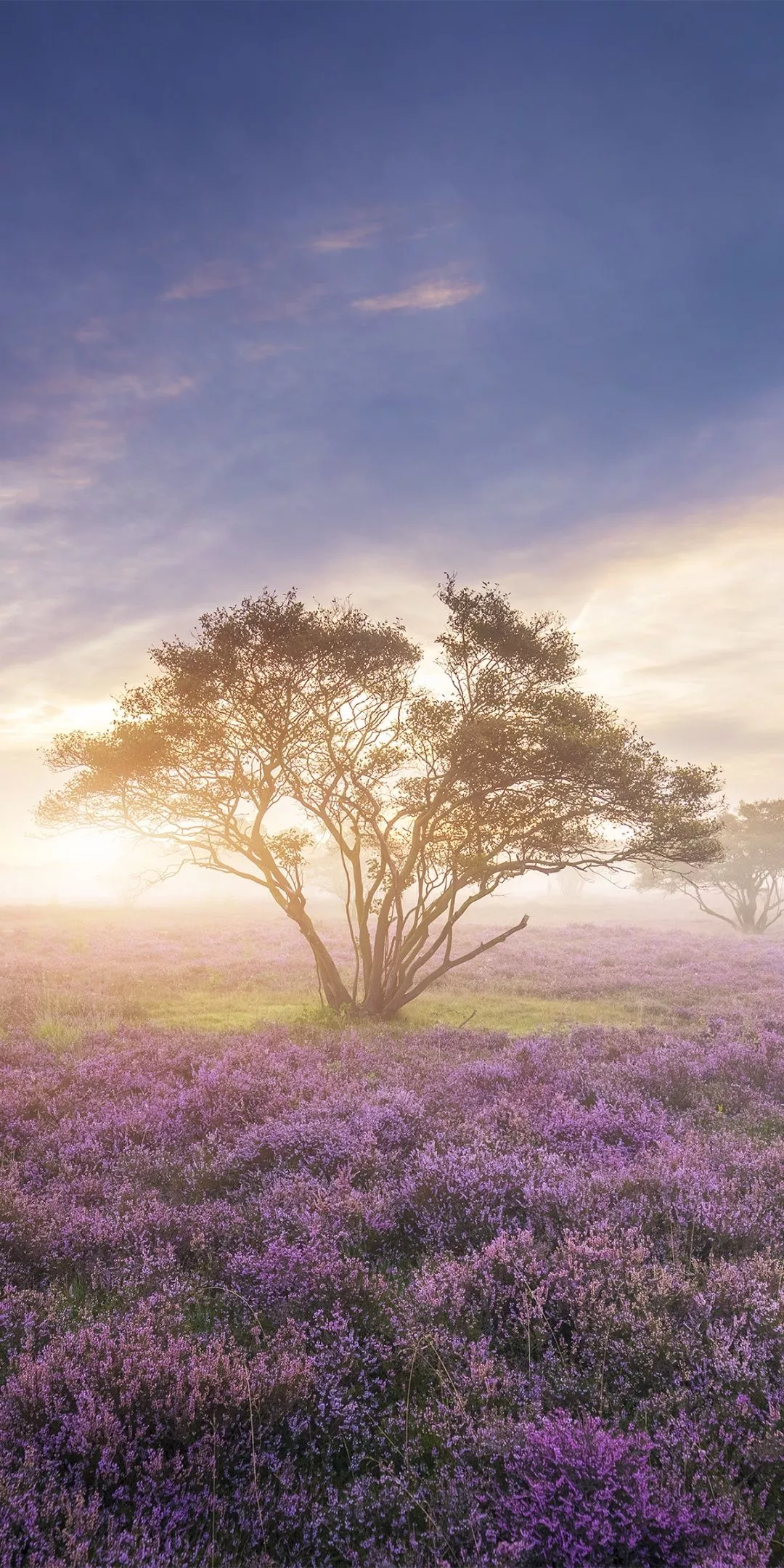 Purple Flowers Wallpaper 4K, Field