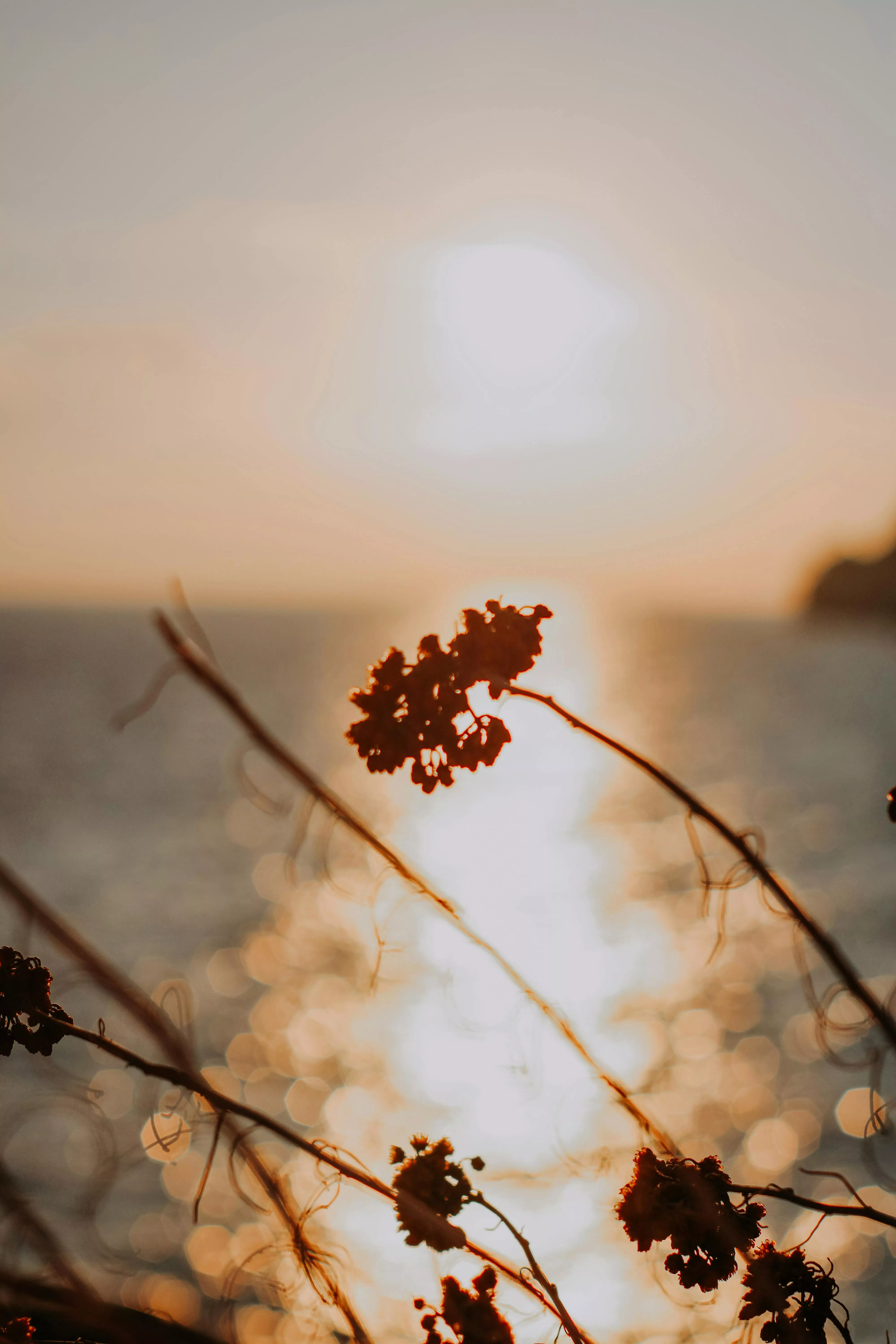 Silhouette of a Plant during Sunset