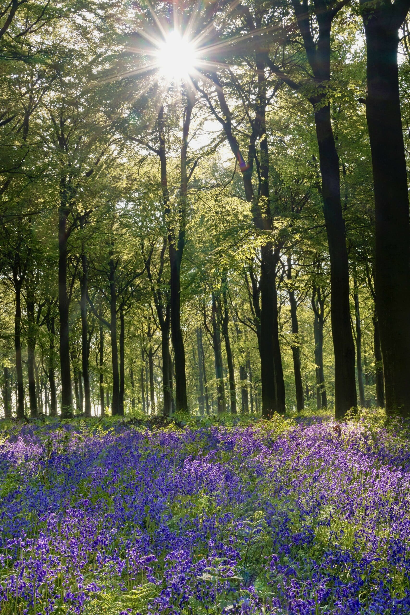 A Guided Bluebell Walk