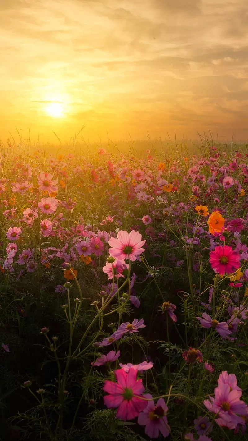 Sunrise, bonito, flower, flowers