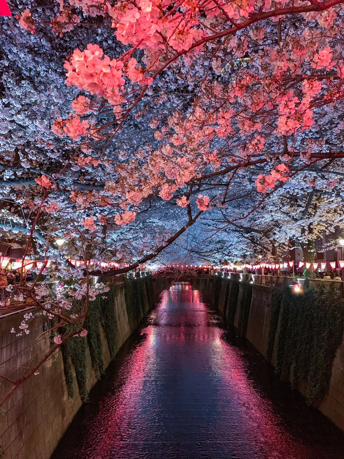 Sakura in Japan with Samsung Australia
