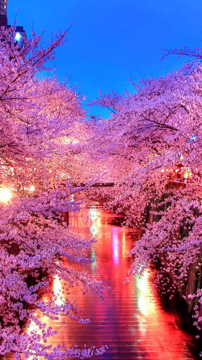 Cherry Blossoms. Wallpaper