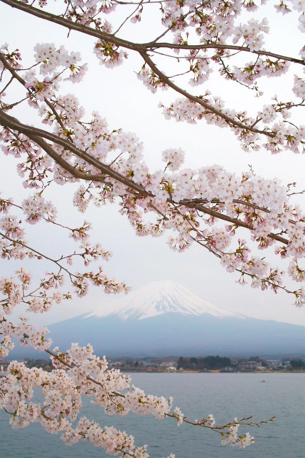 cherry blossoms in Japan