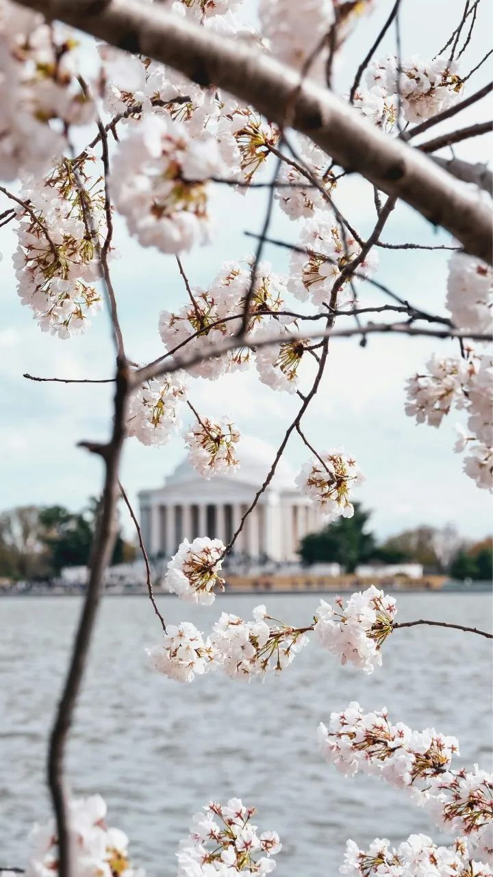 Cherry Blossom Beyond Japan