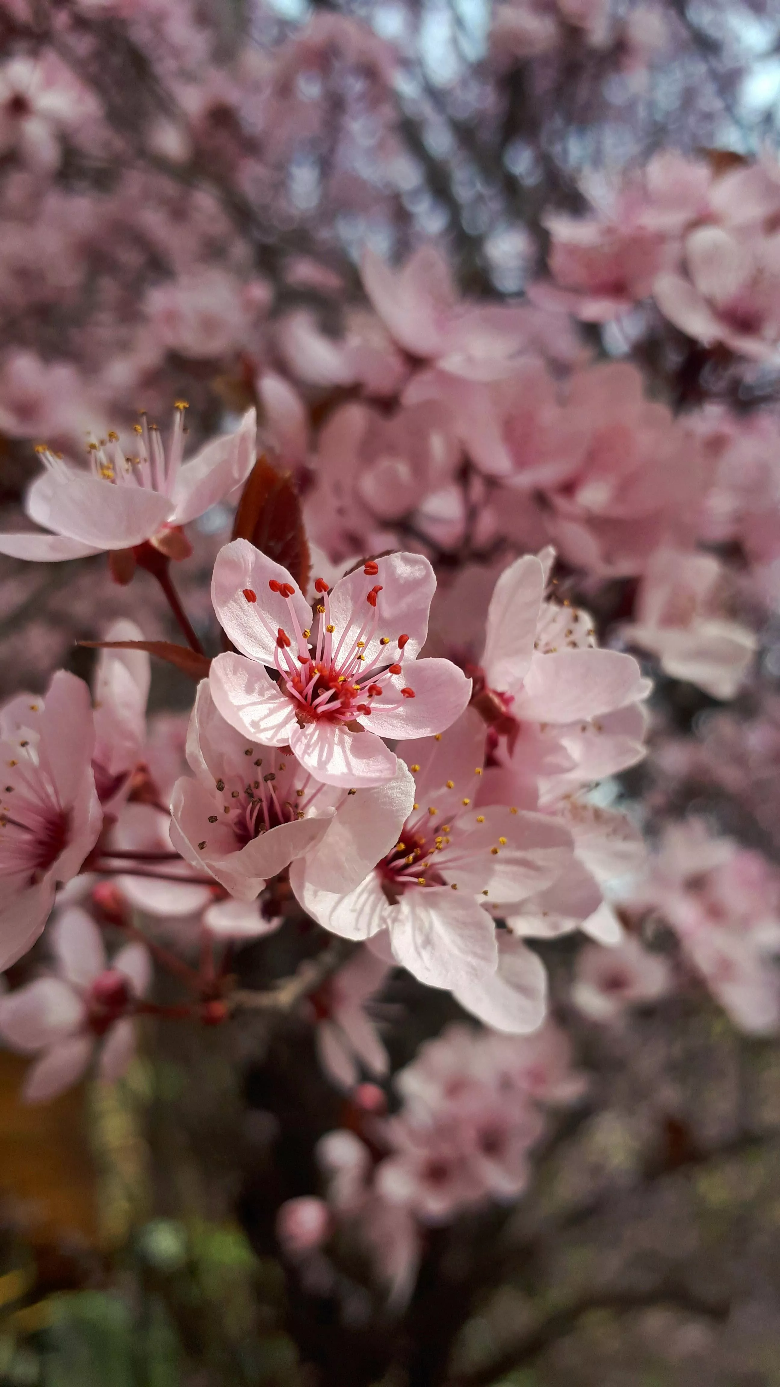 Sakura Tree Photo, Download The BEST