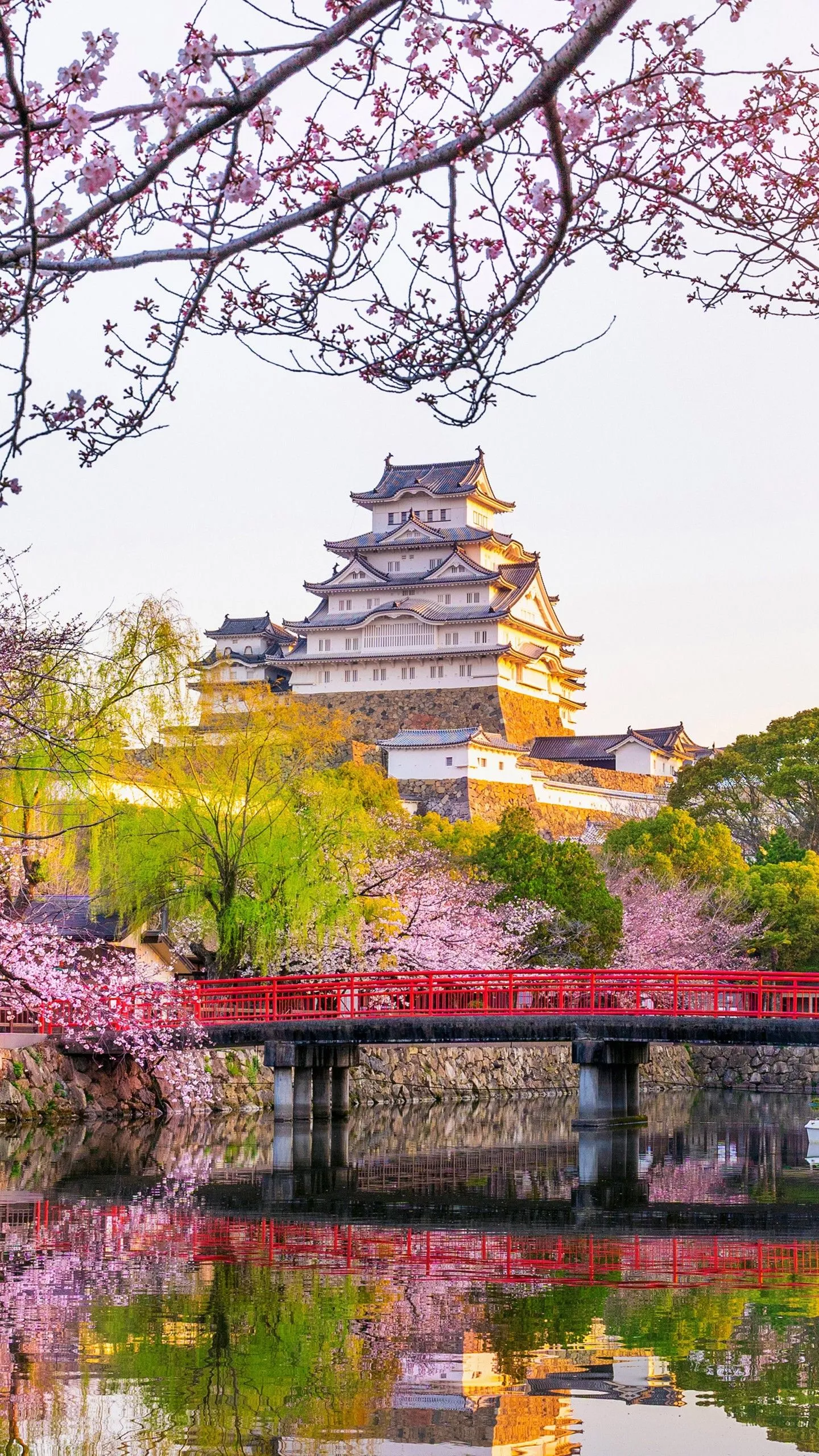 Blossom Castle Himeji Castle Japan