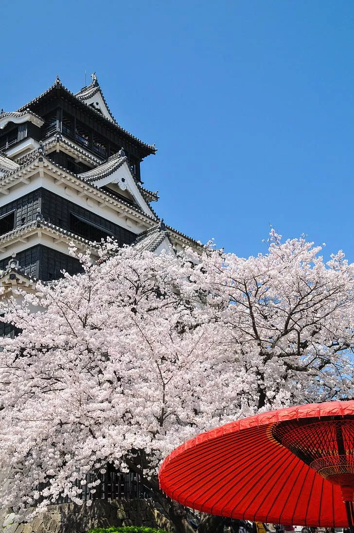 Red parasol near cherry blossom tree