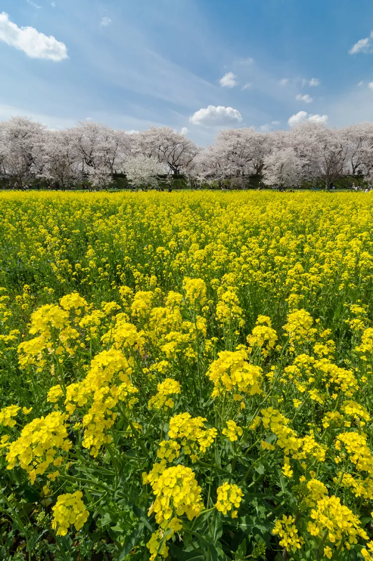 Free Cherry Blossom Wallpaper