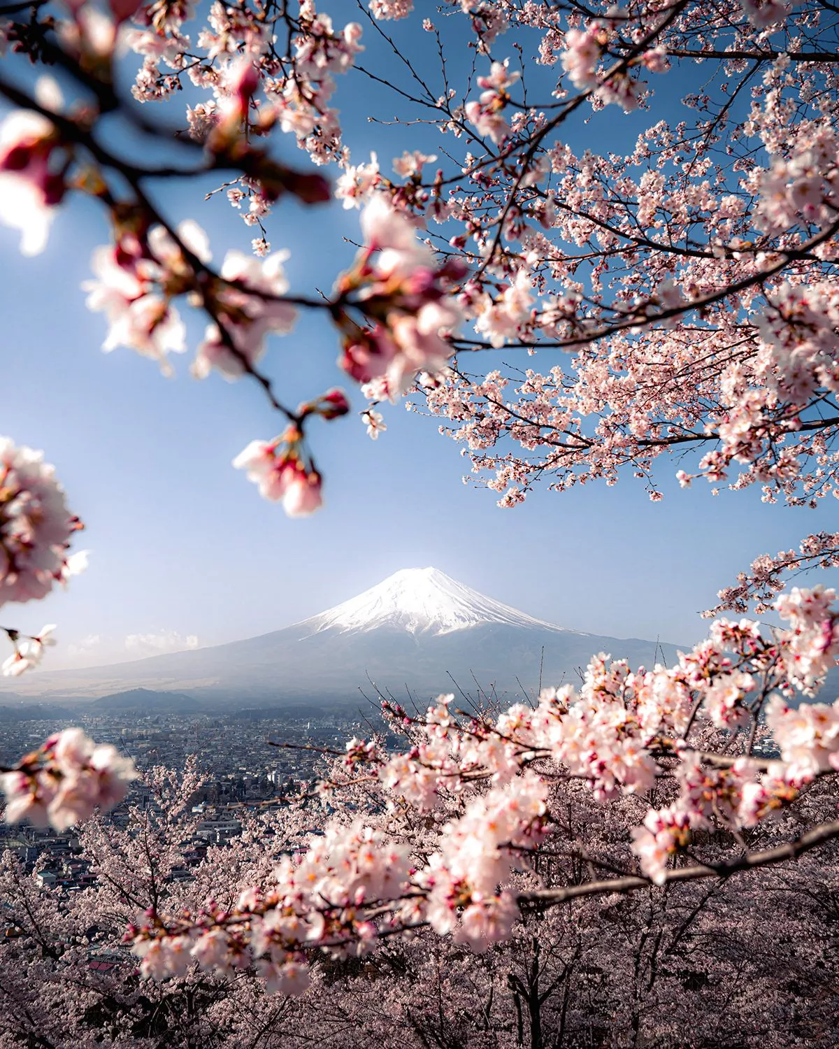 Spring in Japan - Behance