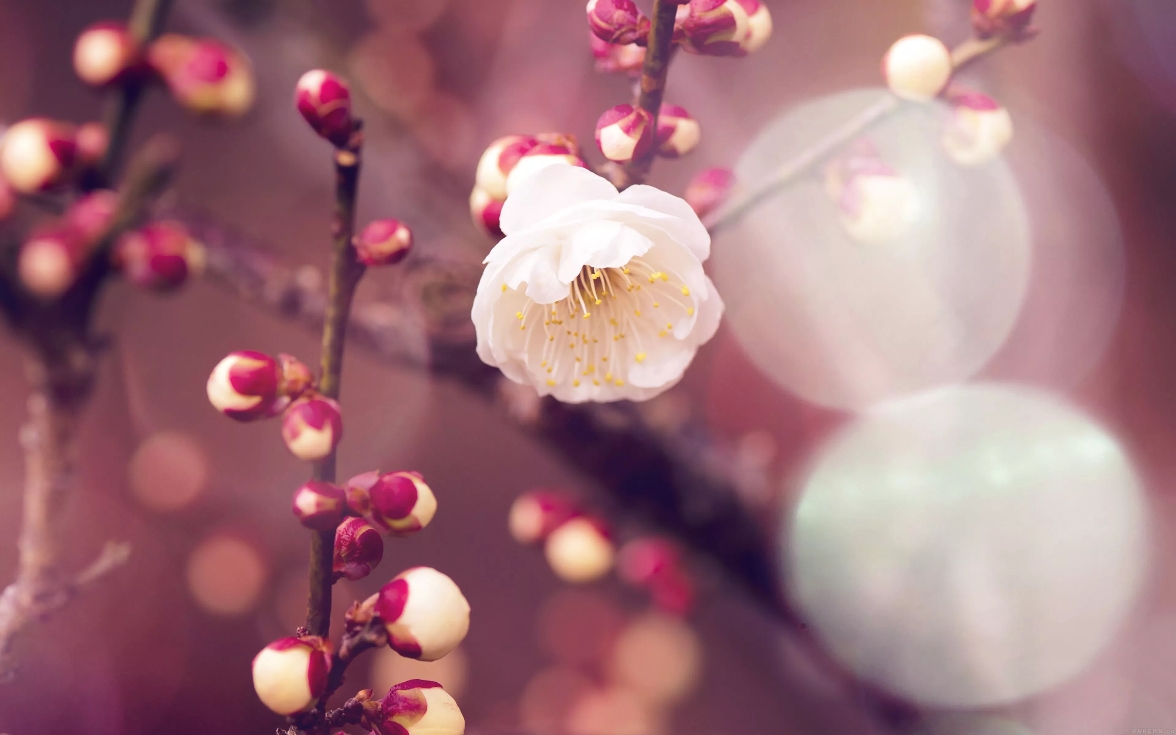Apricot Flower Bud Flare Spring