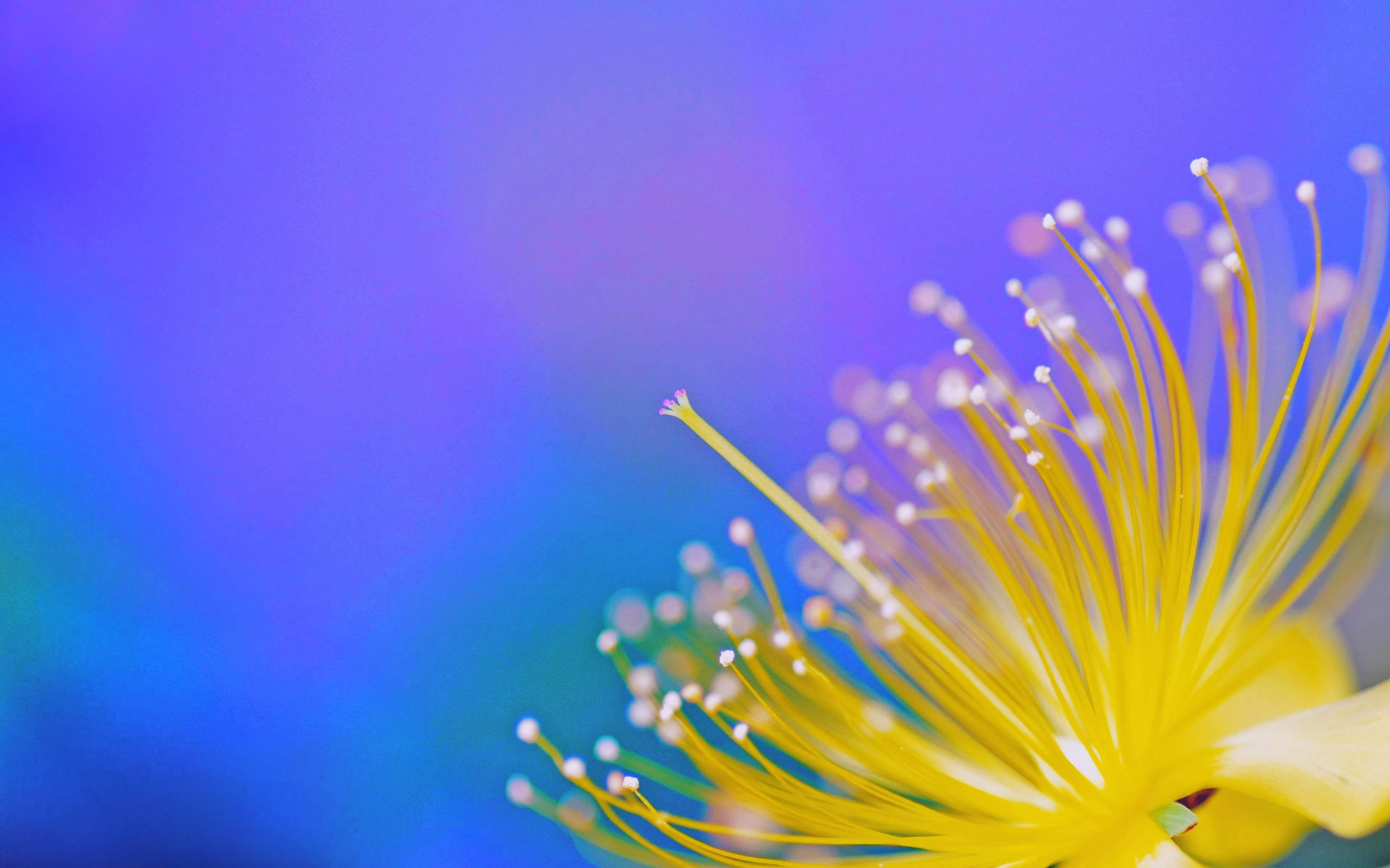 HD desktop wallpaper: Nature, Flower