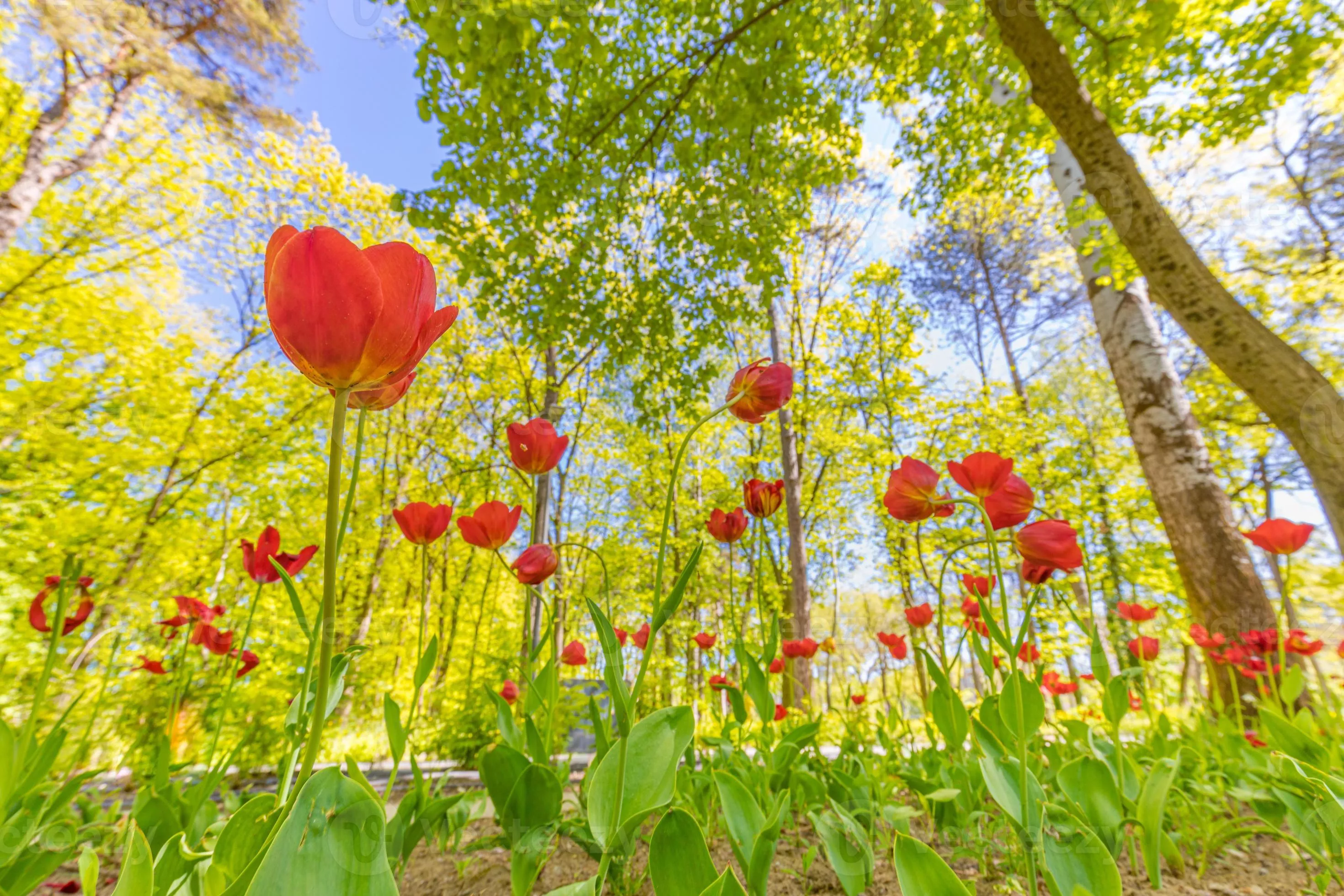Spring blossom nature. Park landscape
