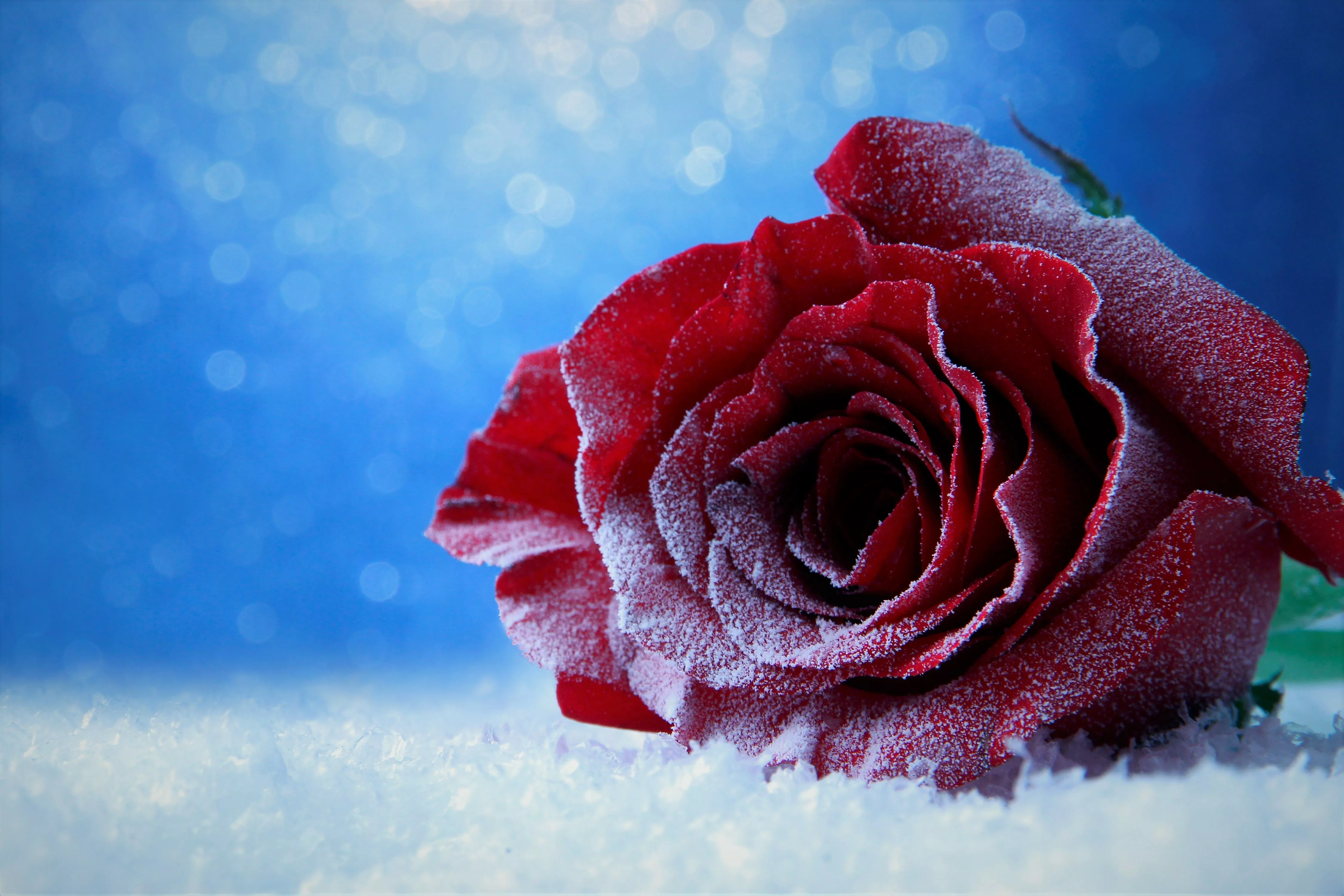 Red Rose Nature Rose 4k Ultra HD Wallpaper