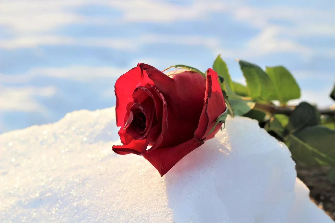Frozen Red Rose In Snow Love