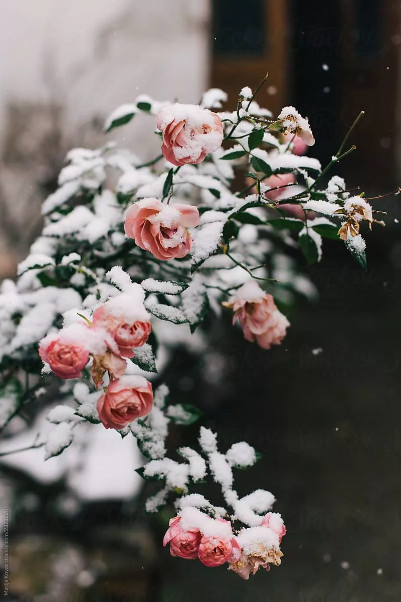 Roses Covered With Snow