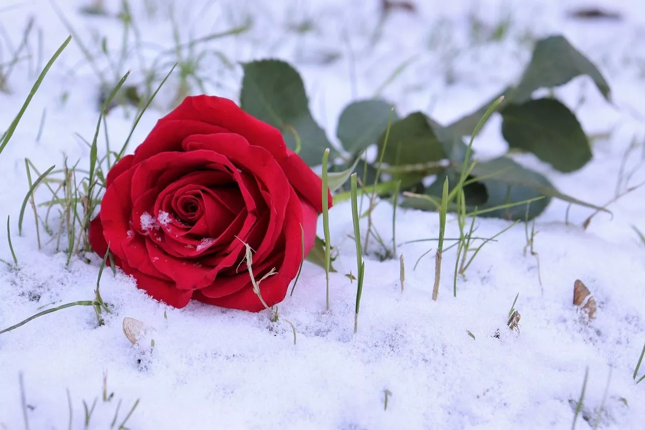 Red Rose In Snow Grass Love Symbol