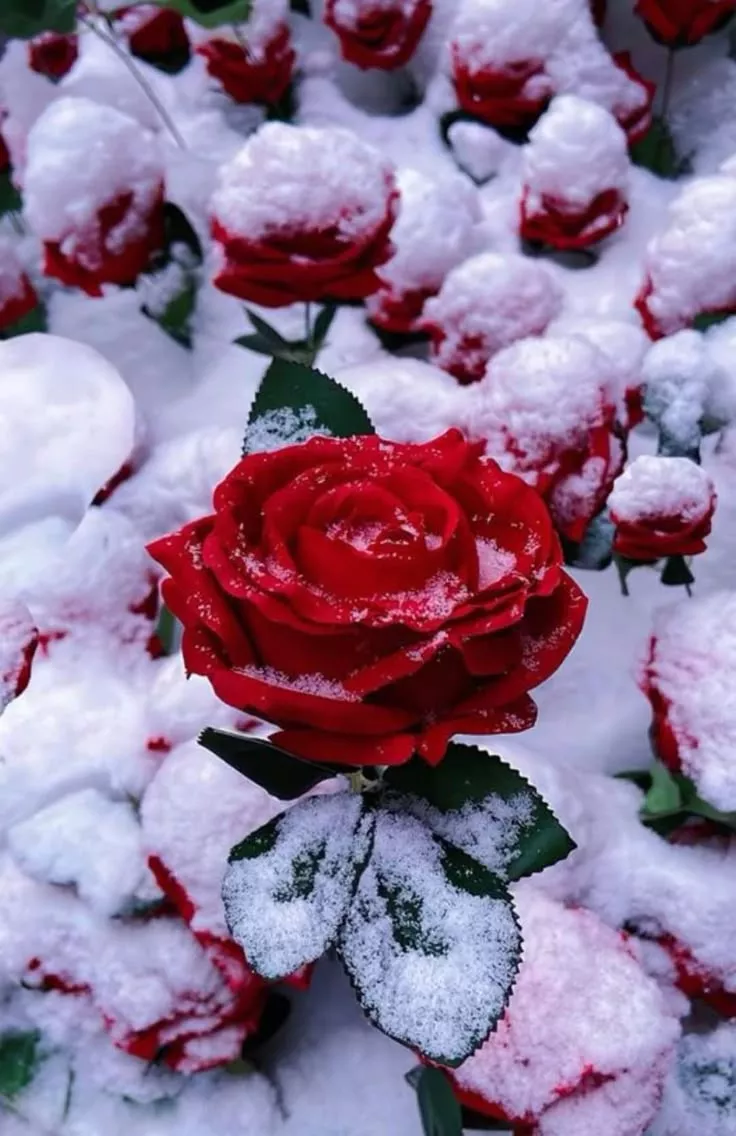 roses #snow. Flower iphone wallpaper