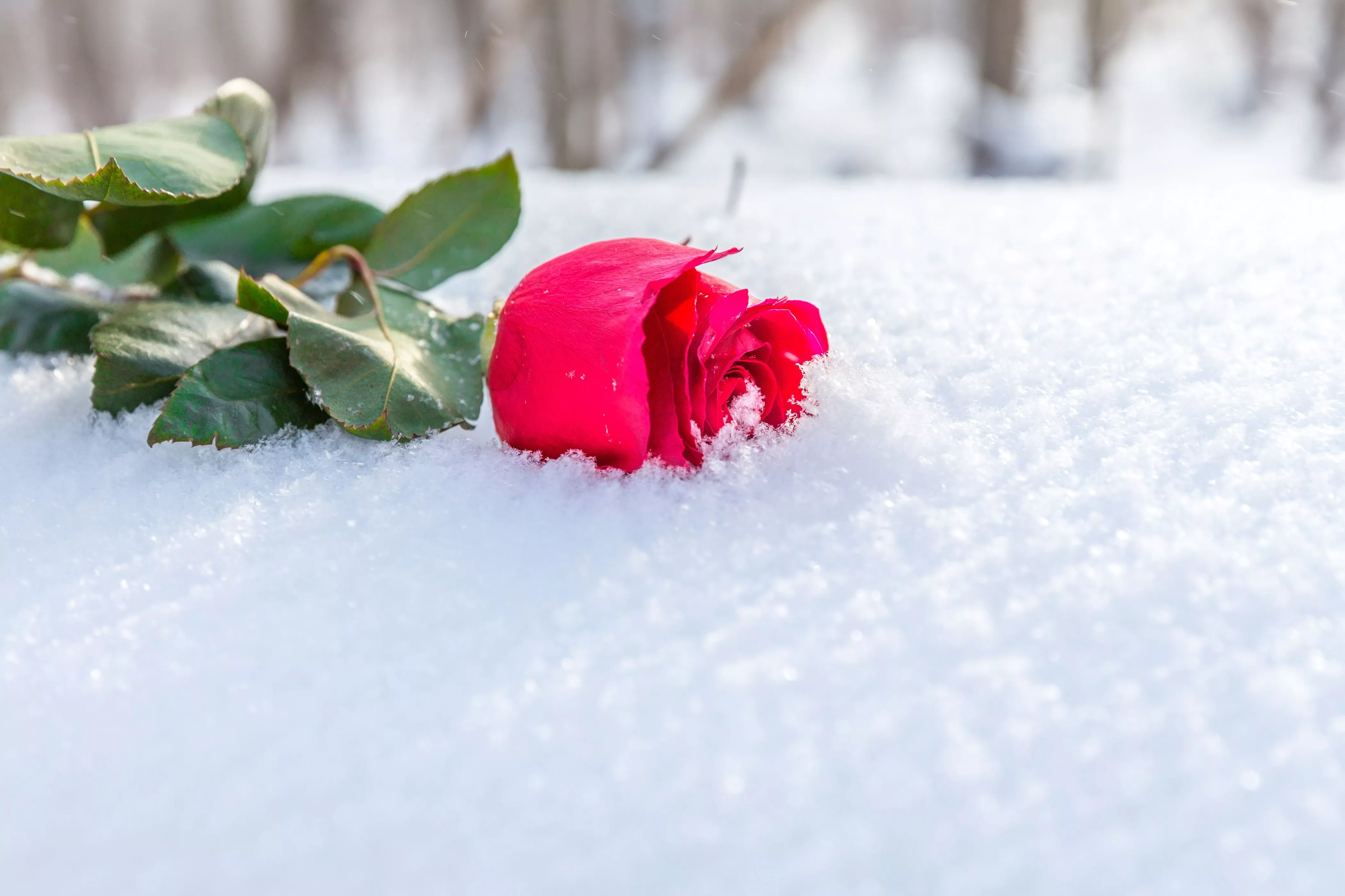 Wallpaper winter, flower, leaves